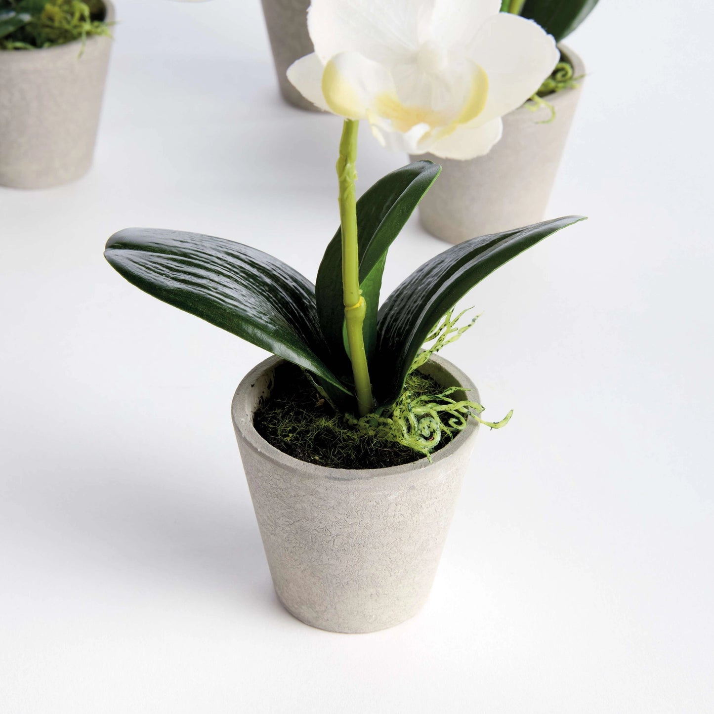 Mini Phalaenopsis Orchids Potted 9"