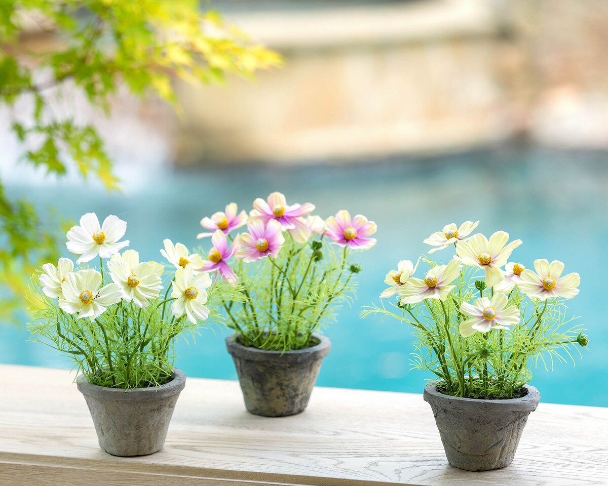 Cosmos Plant in Terra Cotta Pot - Light Mauve