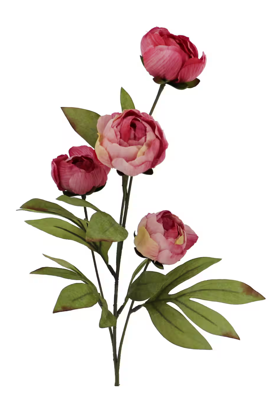 Dried Pink Peony Stem