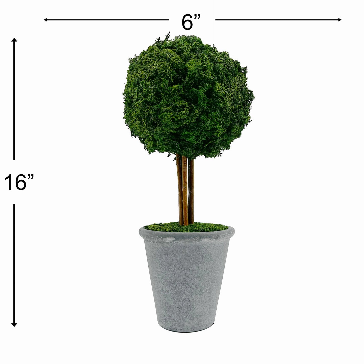 Preserved 16" Reindeer Moss Ball Potted Topiary Tree