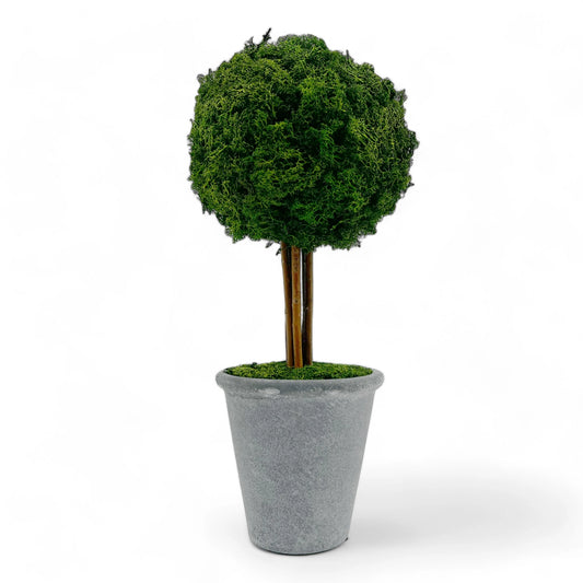 Preserved 16" Reindeer Moss Ball Potted Topiary Tree