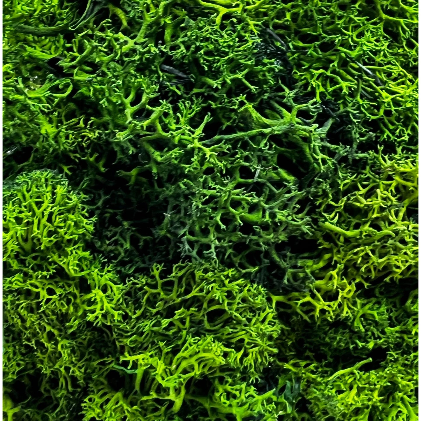 Preserved 16" Reindeer Moss Ball Potted Topiary Tree