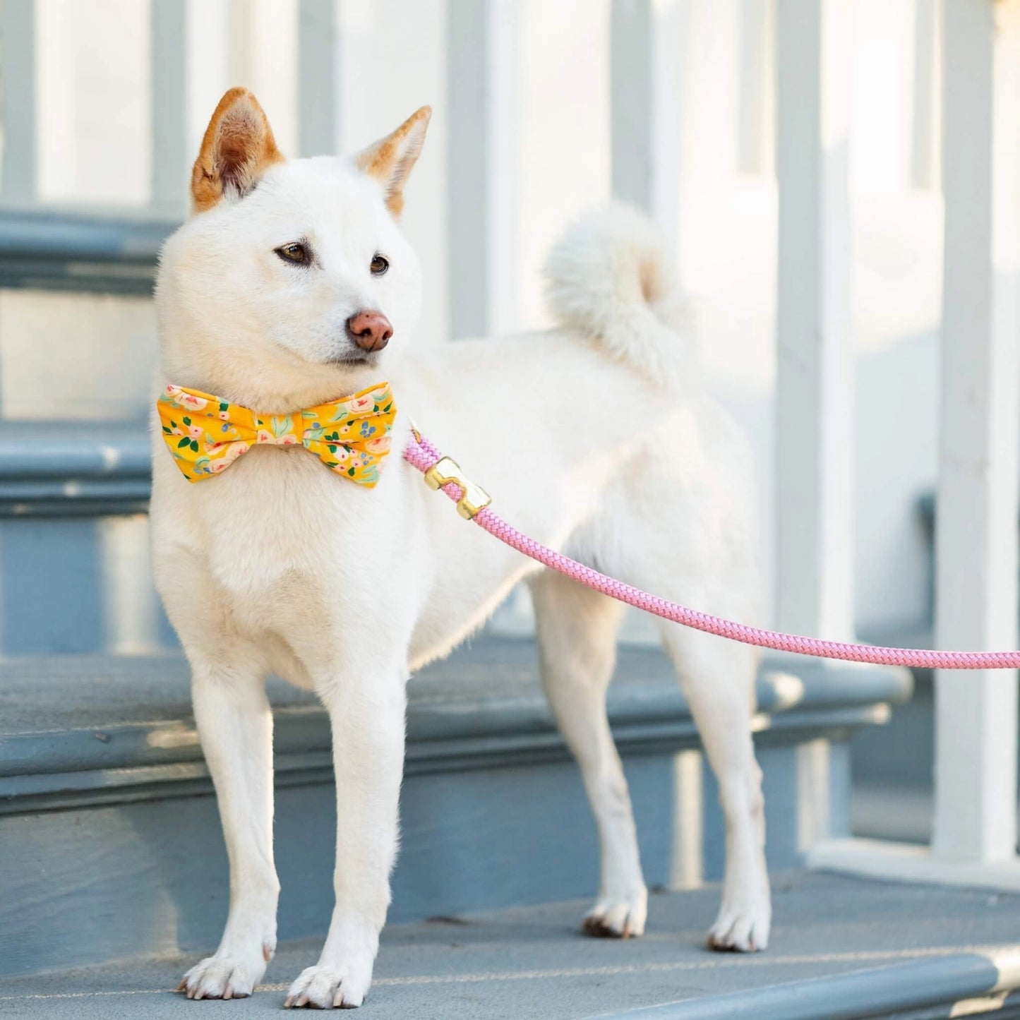 Orchid Marine Rope Dog Leash by The Foggy Dog