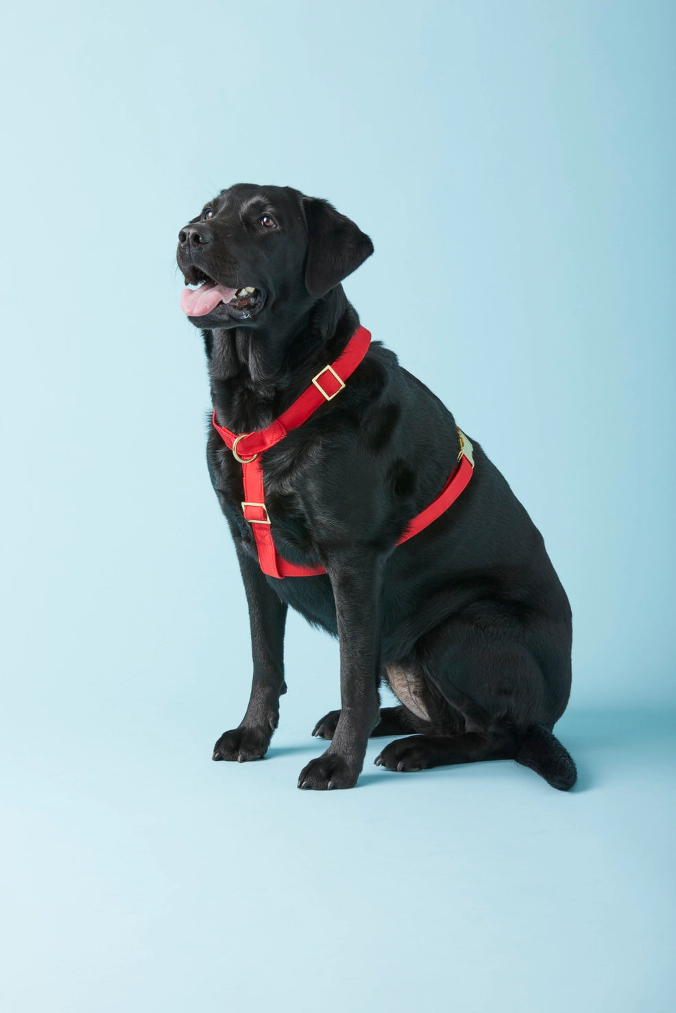 Ruby Dog Harness by The Foggy Dog