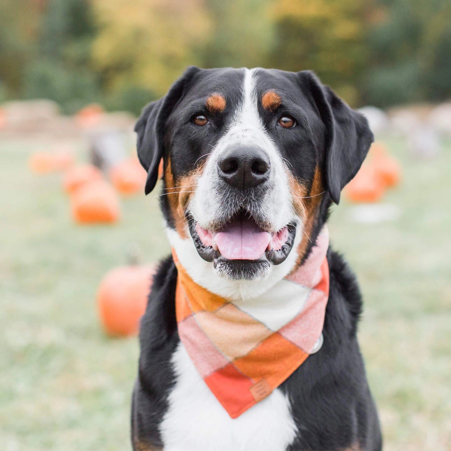 Pumpkin Spice Plaid Flannel Dog Bandana by The Foggy Dog