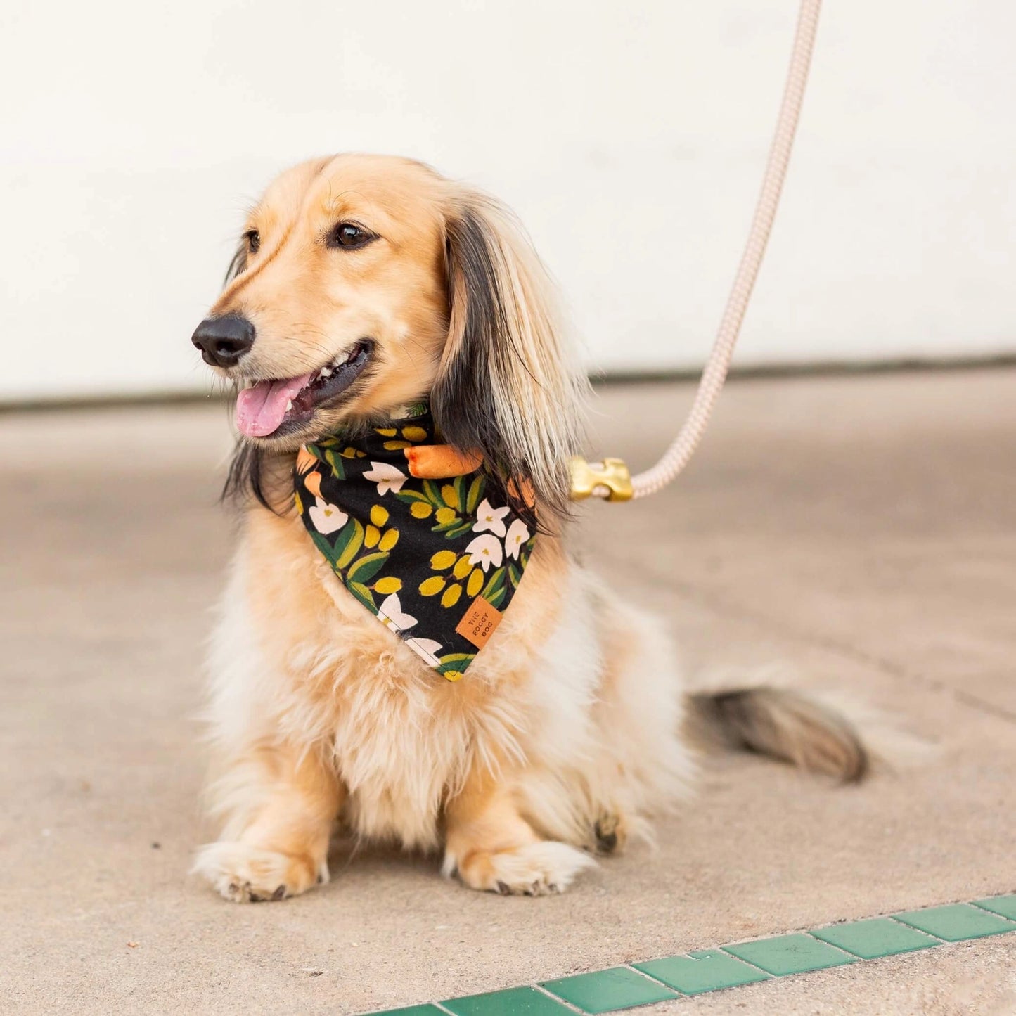 Flax Marine Rope Dog Leash by The Foggy Dog