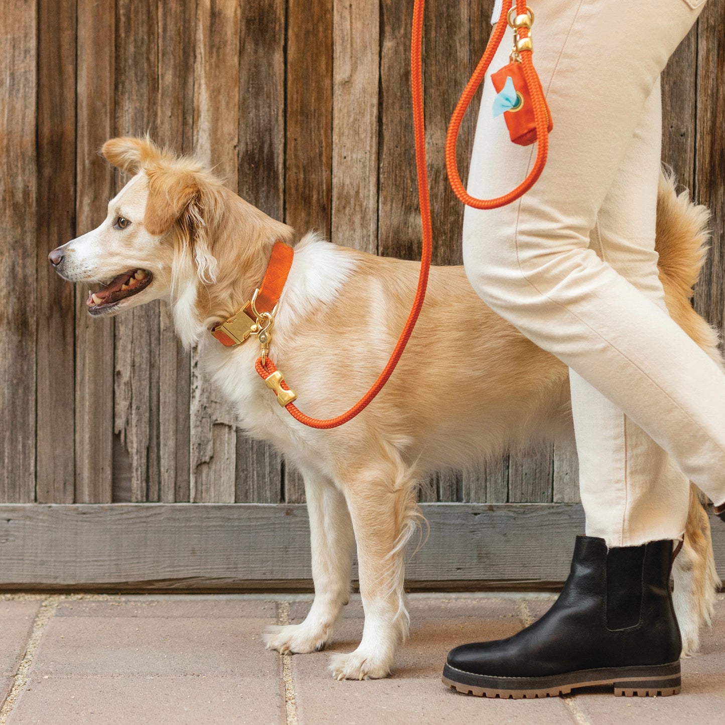 Cider Marine Rope Dog Leash by The Foggy Dog