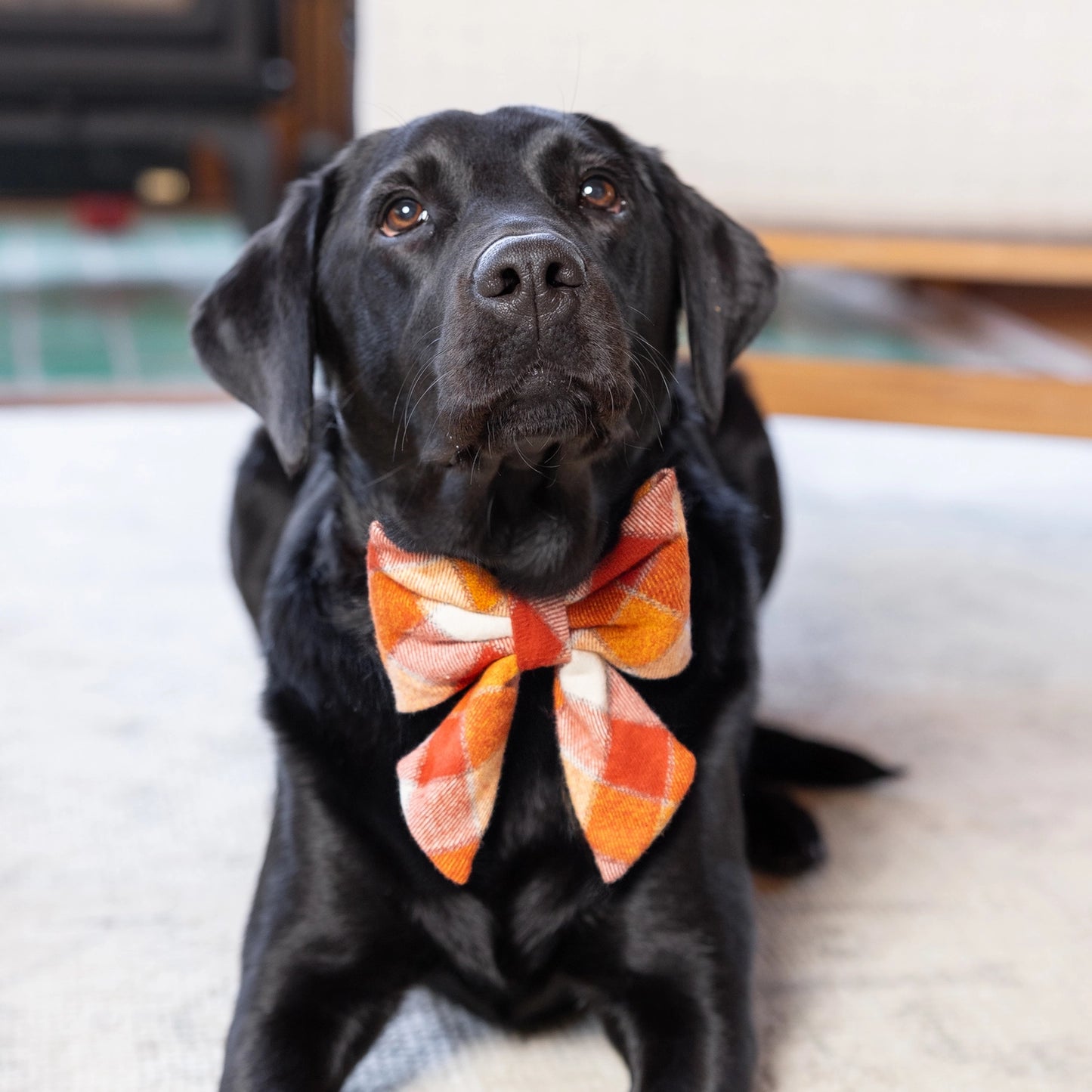 Pumpkin Spice Plaid Flannel Lady Dog Bow by The Foggy Dog