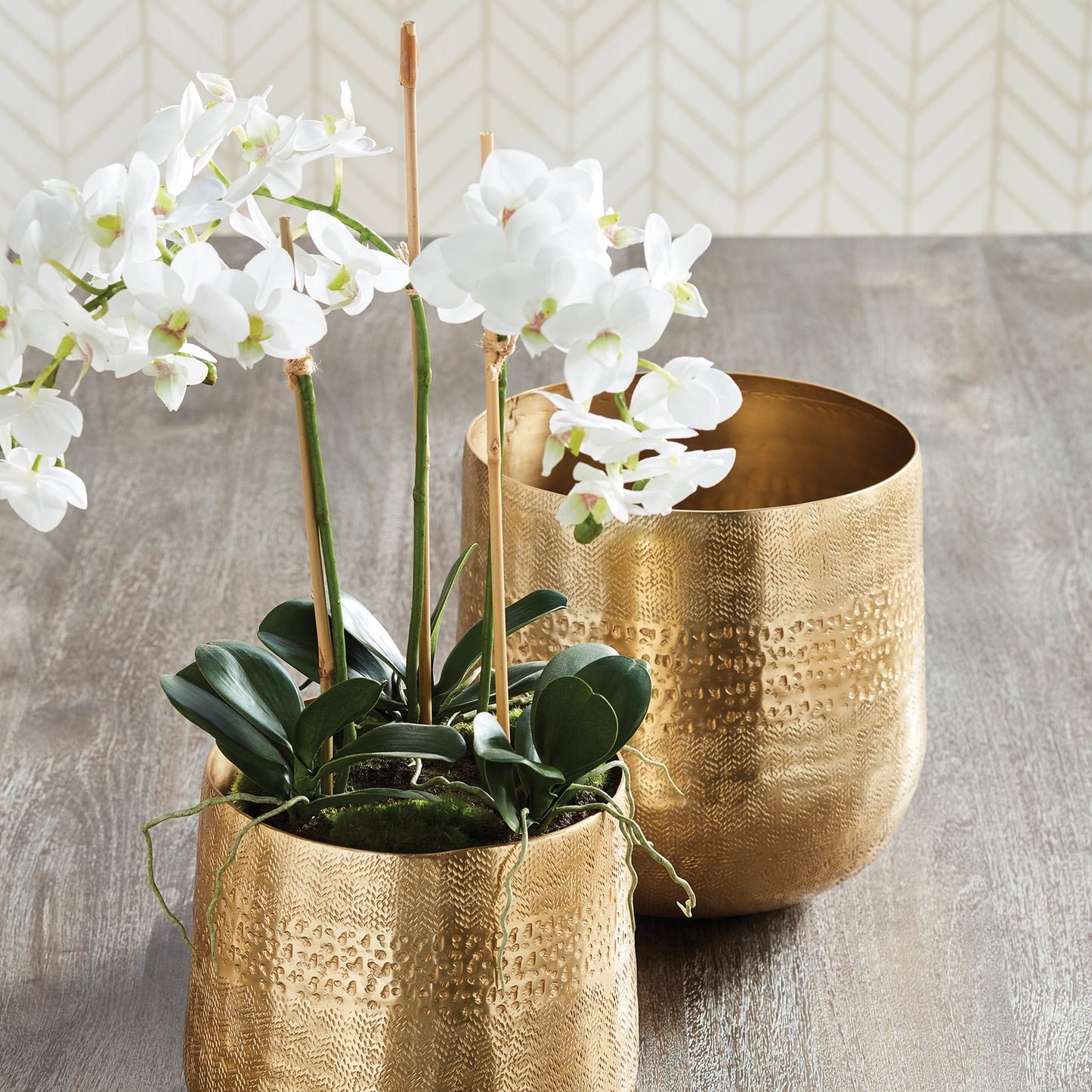 Phalaenopsis Orchid Mini Garden Drop-in 16"