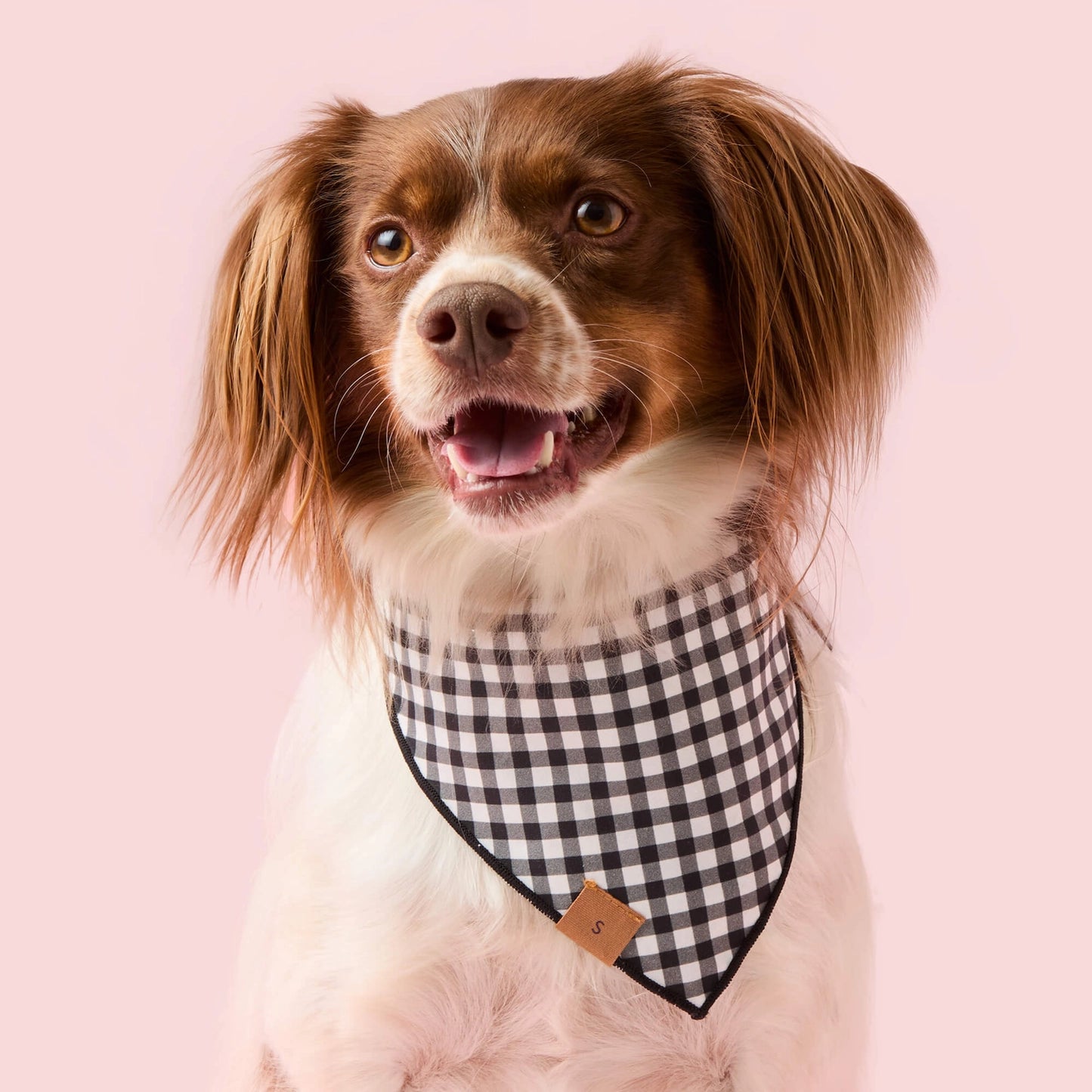 Spooky Season Reversible & Glow-in-the-Dark Dog Bandana by The Foggy Dog