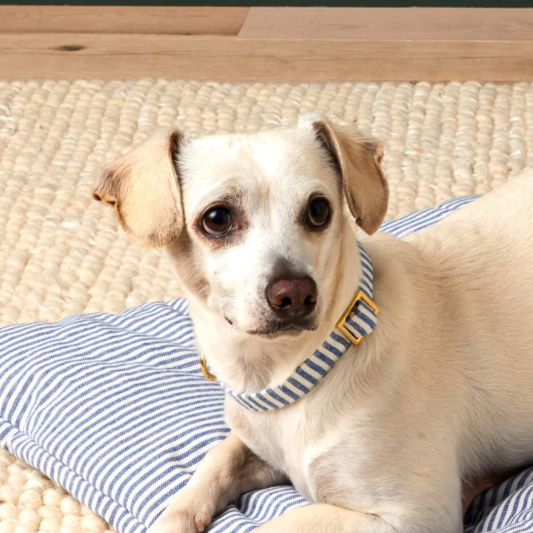 Lake Blue Stripe Dog Collar by The Foggy Dog