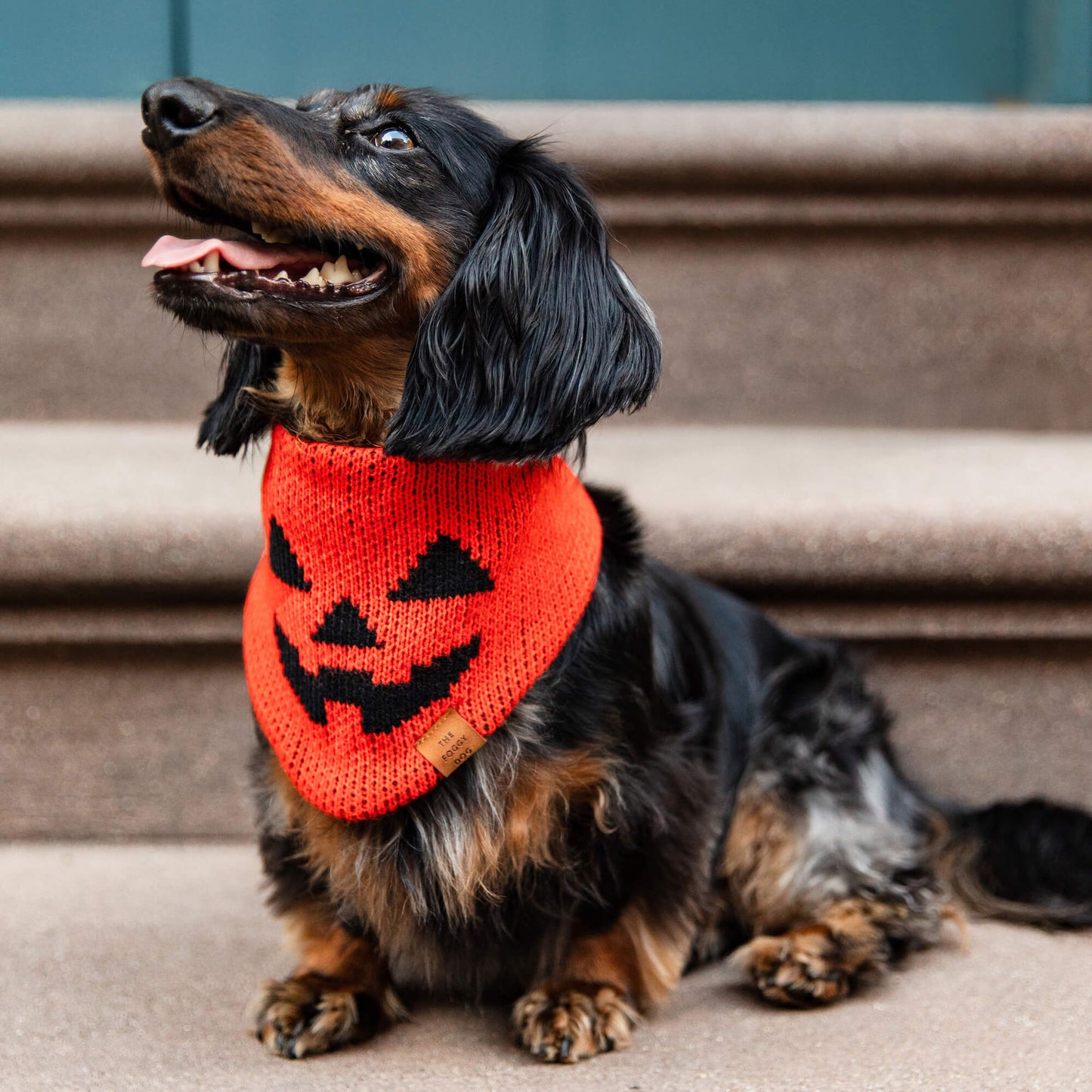 Jack-o’-Lantern Knit Dog Bandana by The Foggy Dog