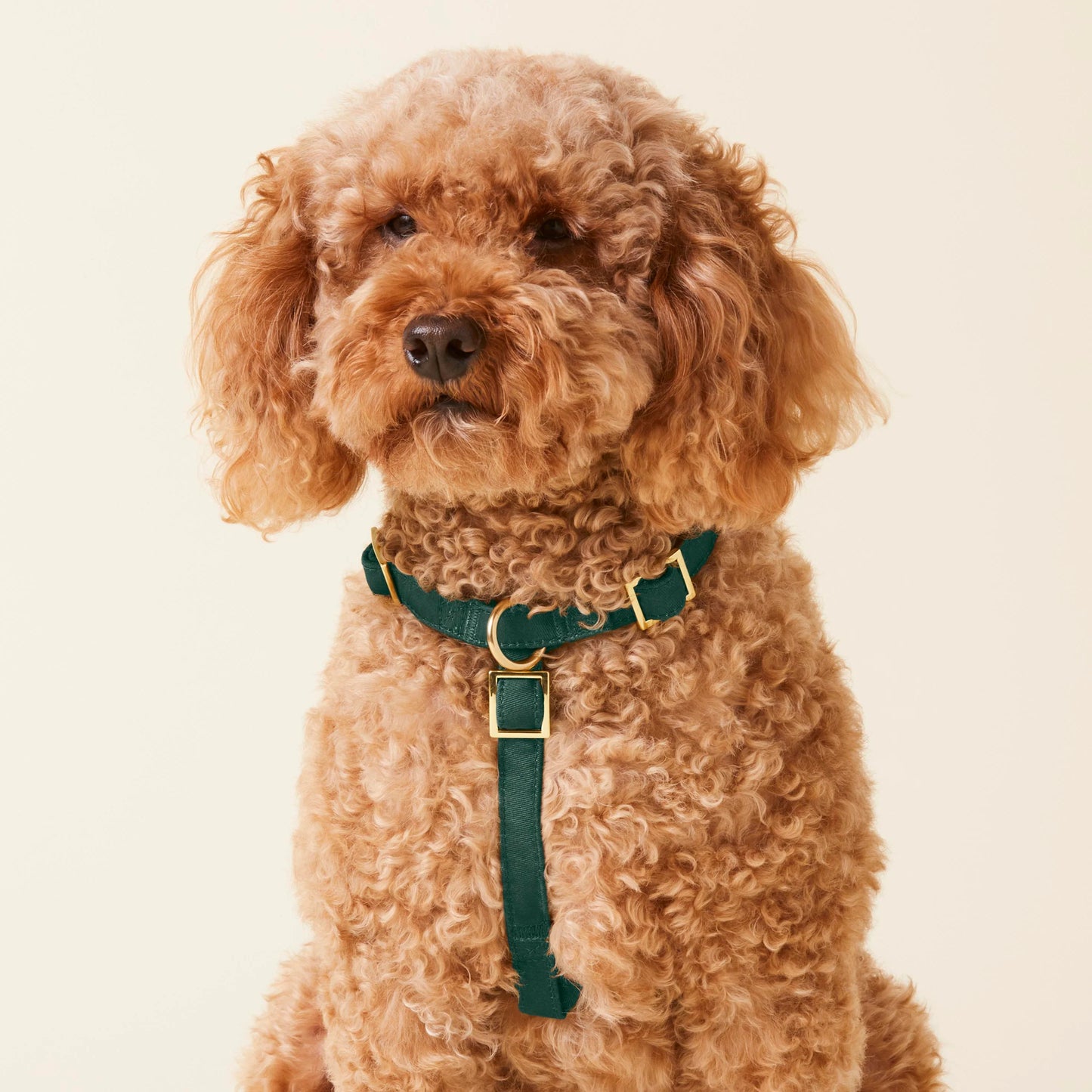 Evergreen Dog Harness by The Foggy Dog