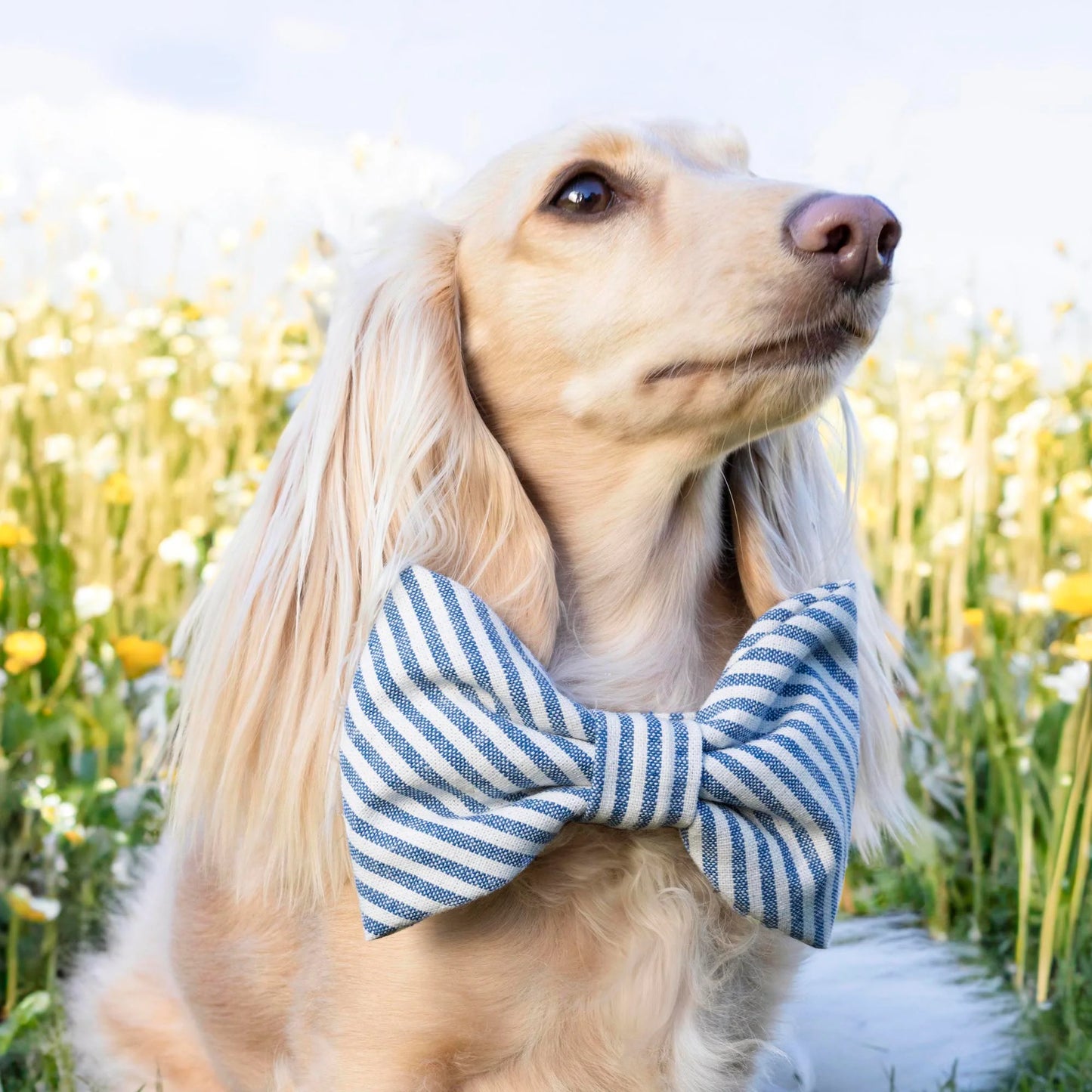 Lake Blue Stripe Dog Bow Tie by The Foggy Dog