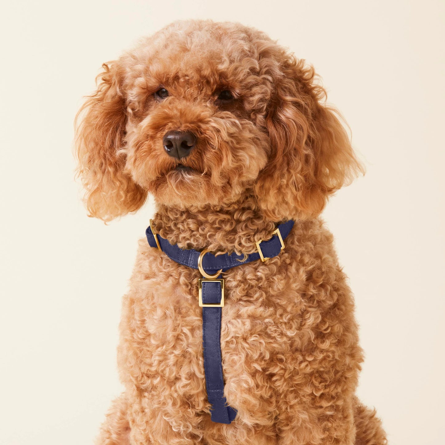 Ocean Dog Harness by The Foggy Dog