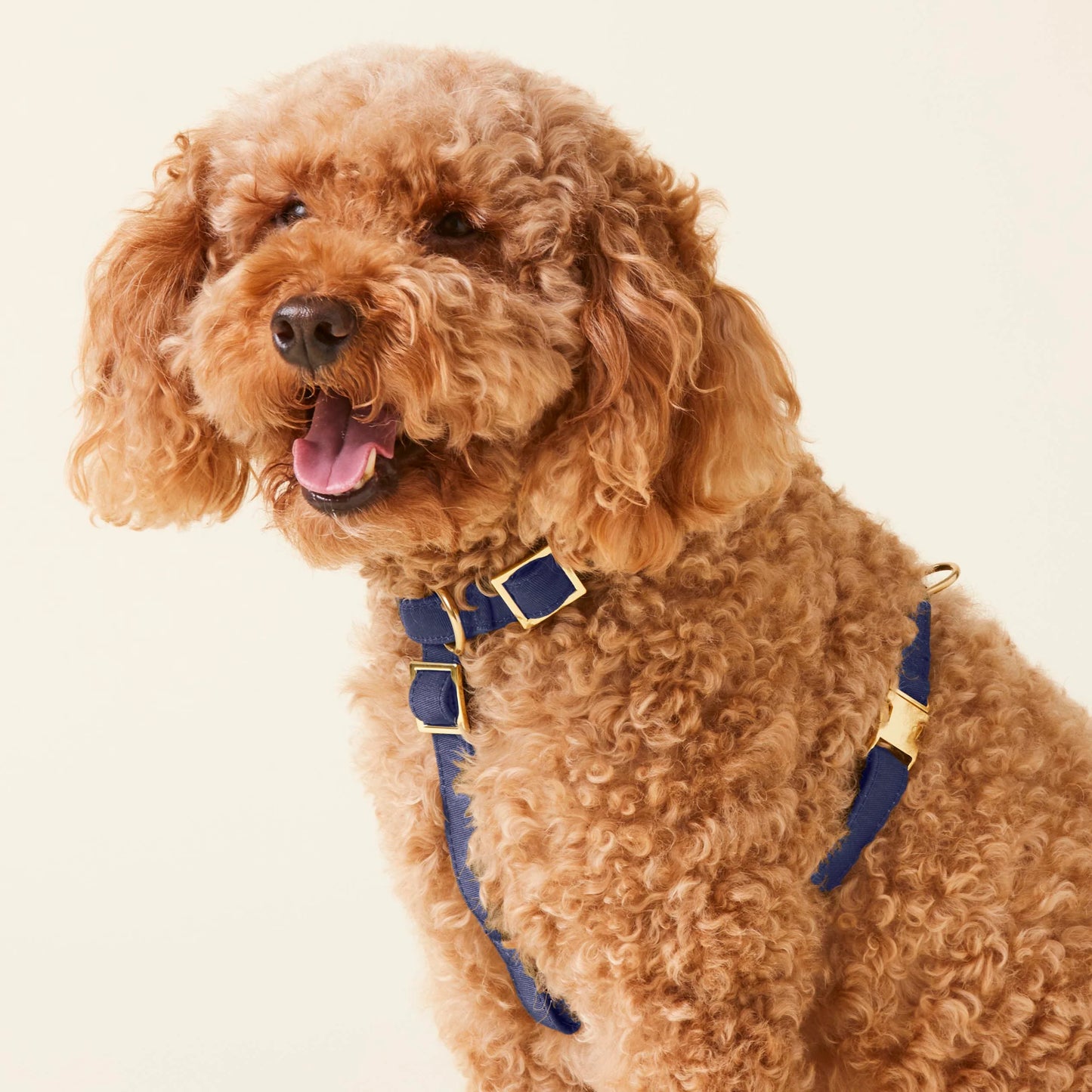 Ocean Dog Harness by The Foggy Dog