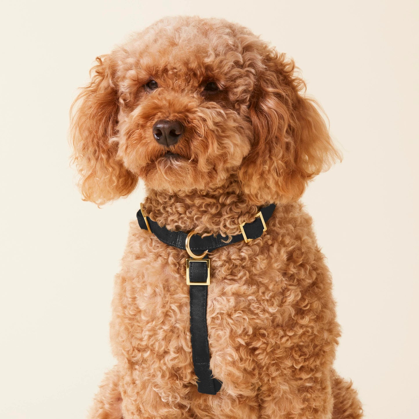 Onyx Dog Harness by The Foggy Dog