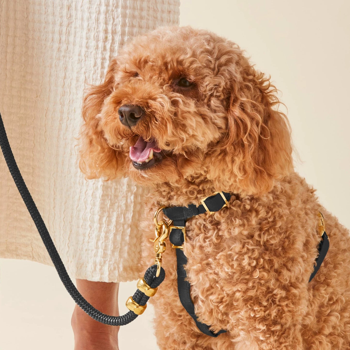 Onyx Dog Harness by The Foggy Dog