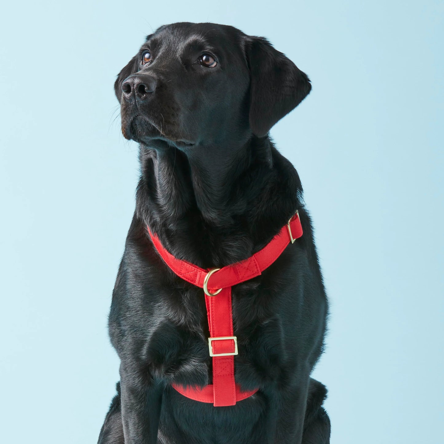 Ruby Dog Harness by The Foggy Dog
