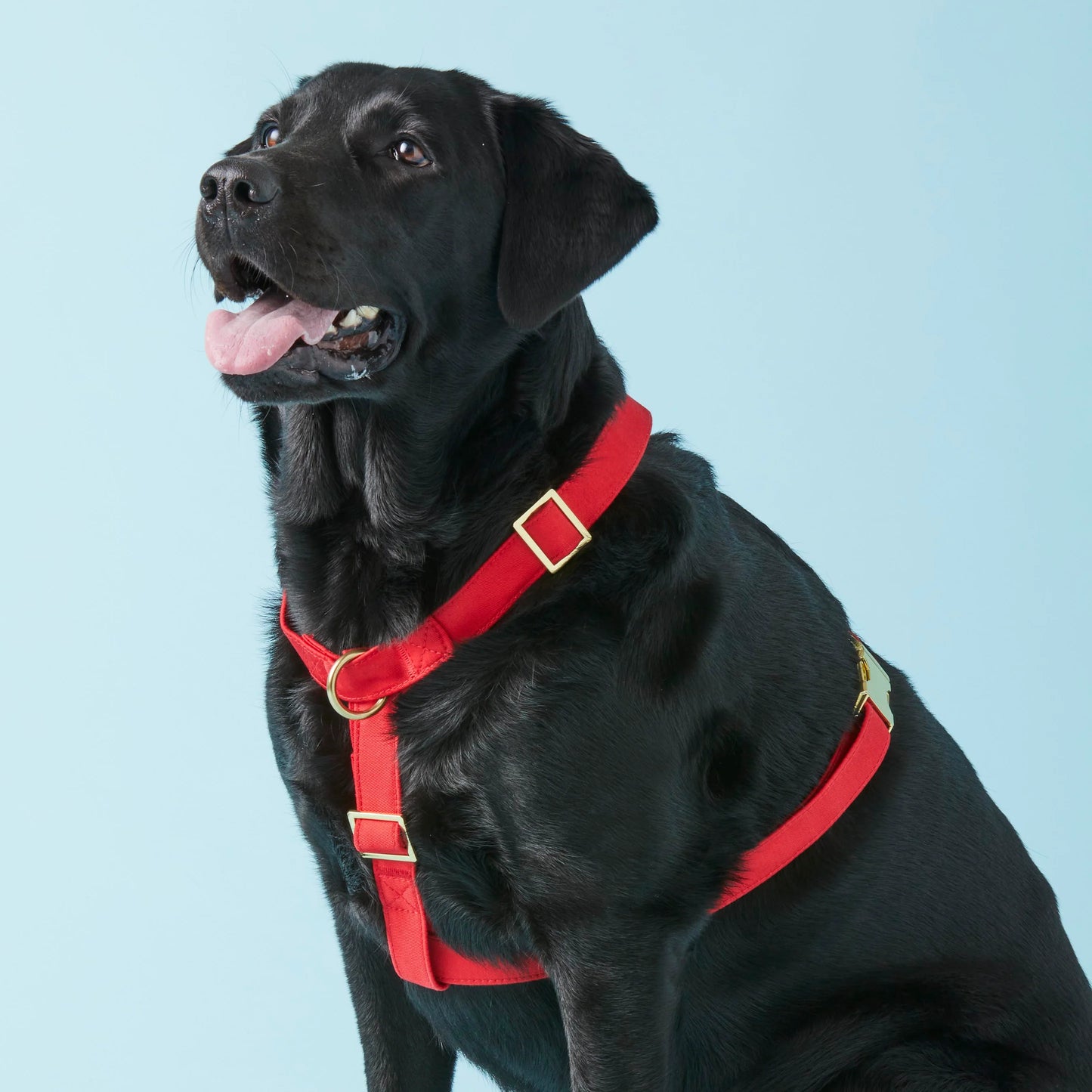 Ruby Dog Harness by The Foggy Dog