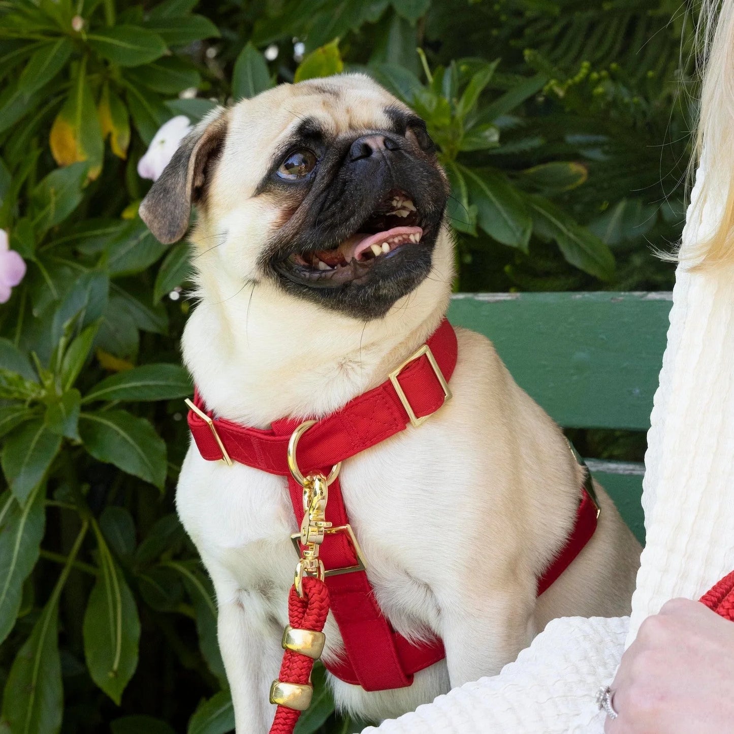 Ruby Dog Harness by The Foggy Dog