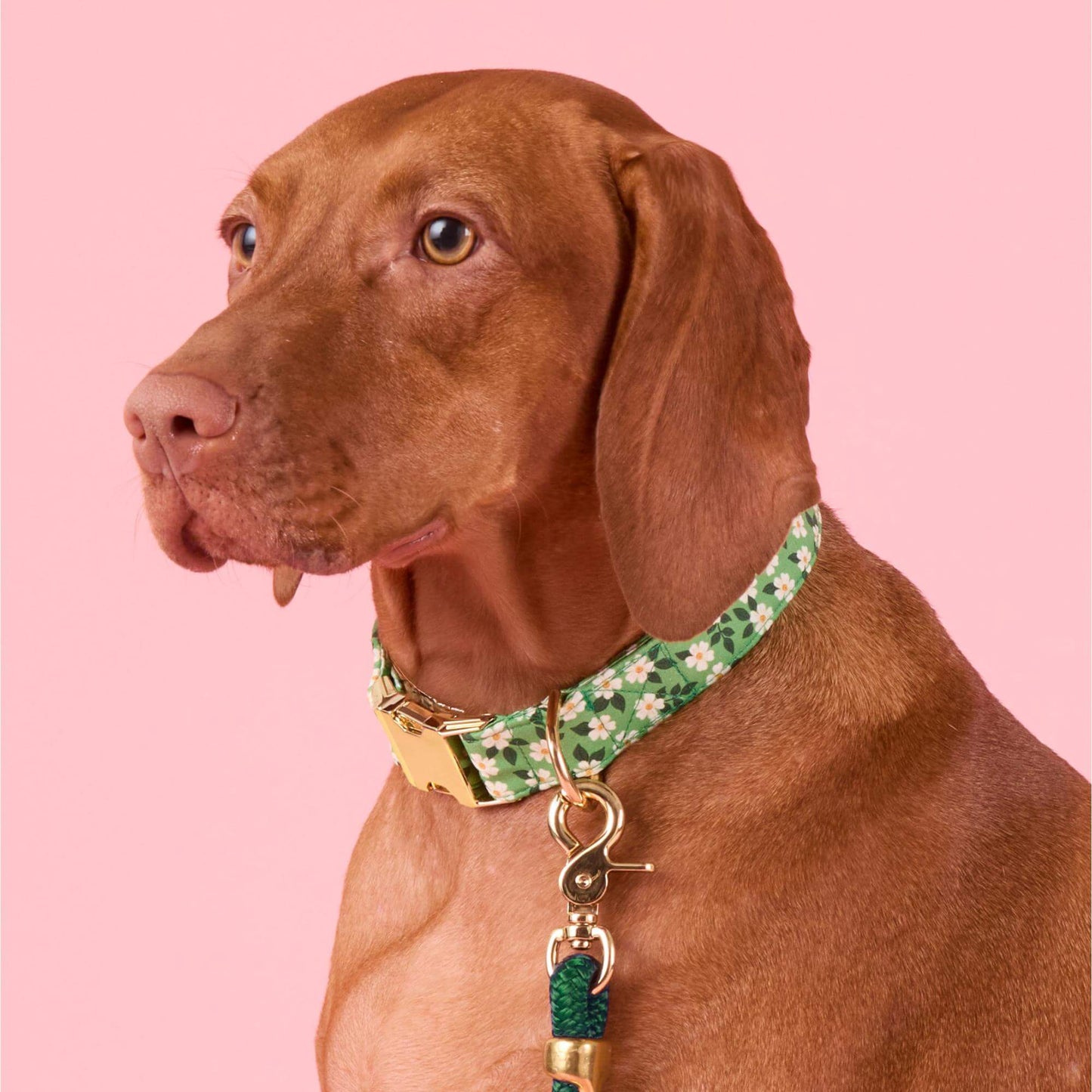 Dainty Daisies Dog Collar by The Foggy Dog