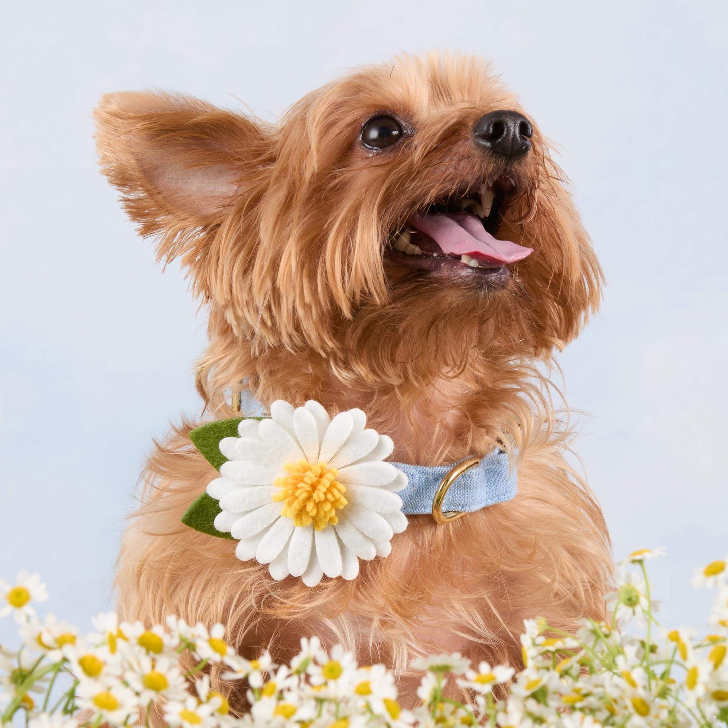 Daisy Dog Collar Flower by The Foggy Dog