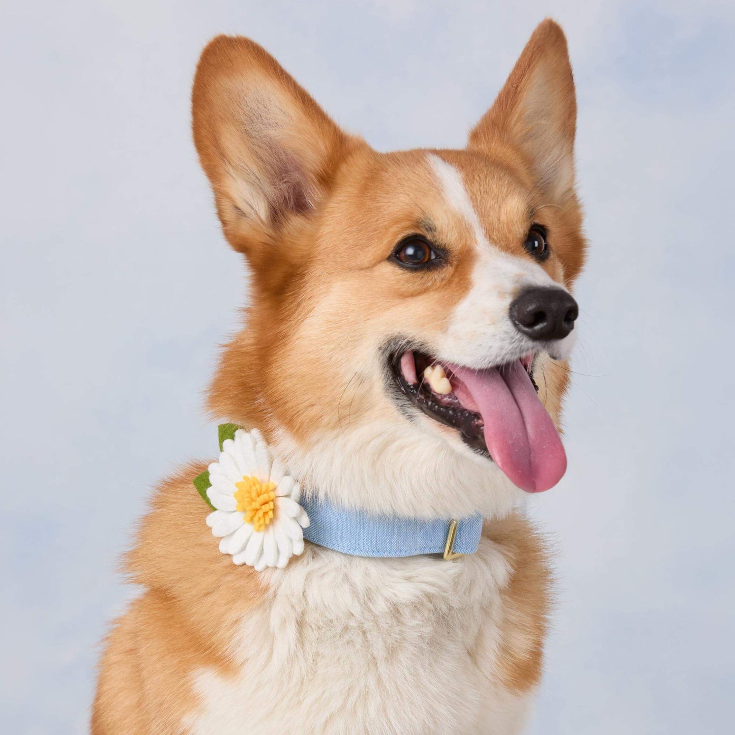 Daisy Dog Collar Flower by The Foggy Dog
