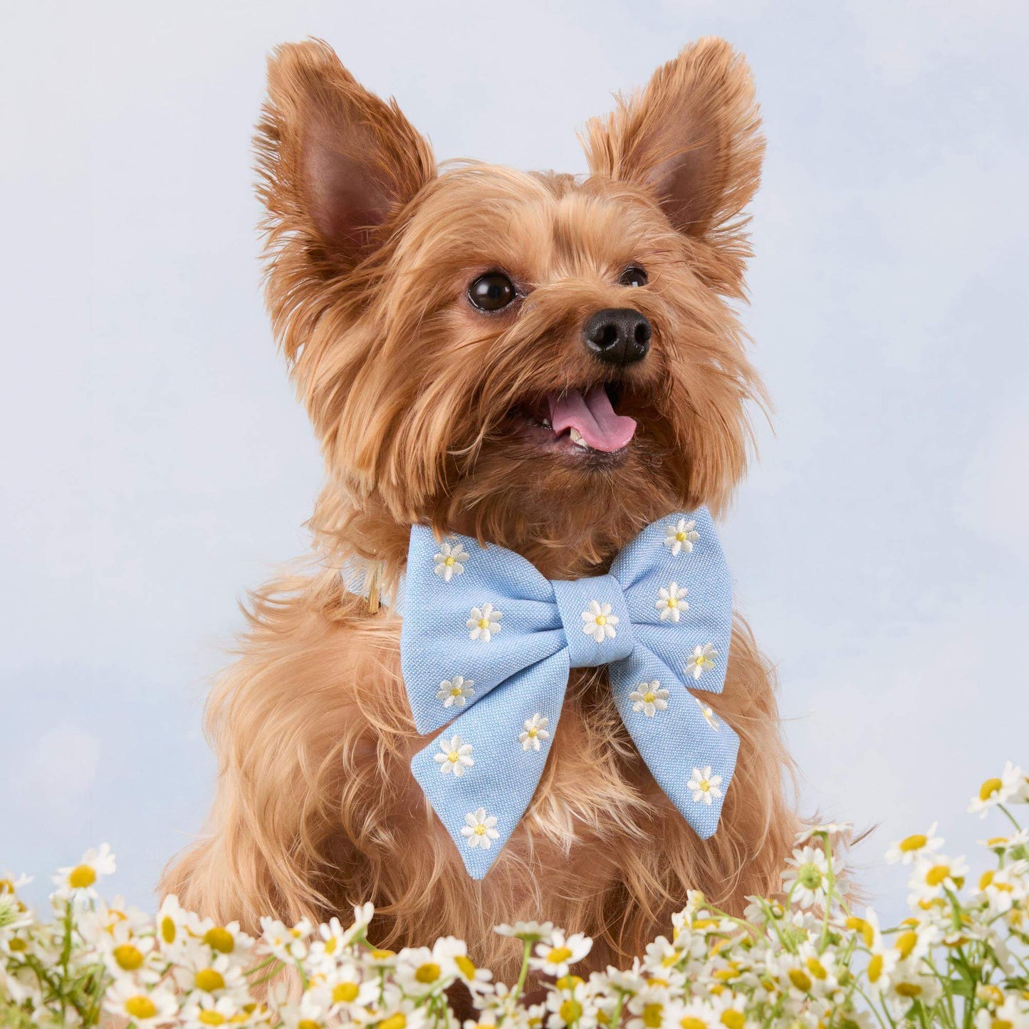 Daisy Embroidered Lady Dog Bow by The Foggy Dog