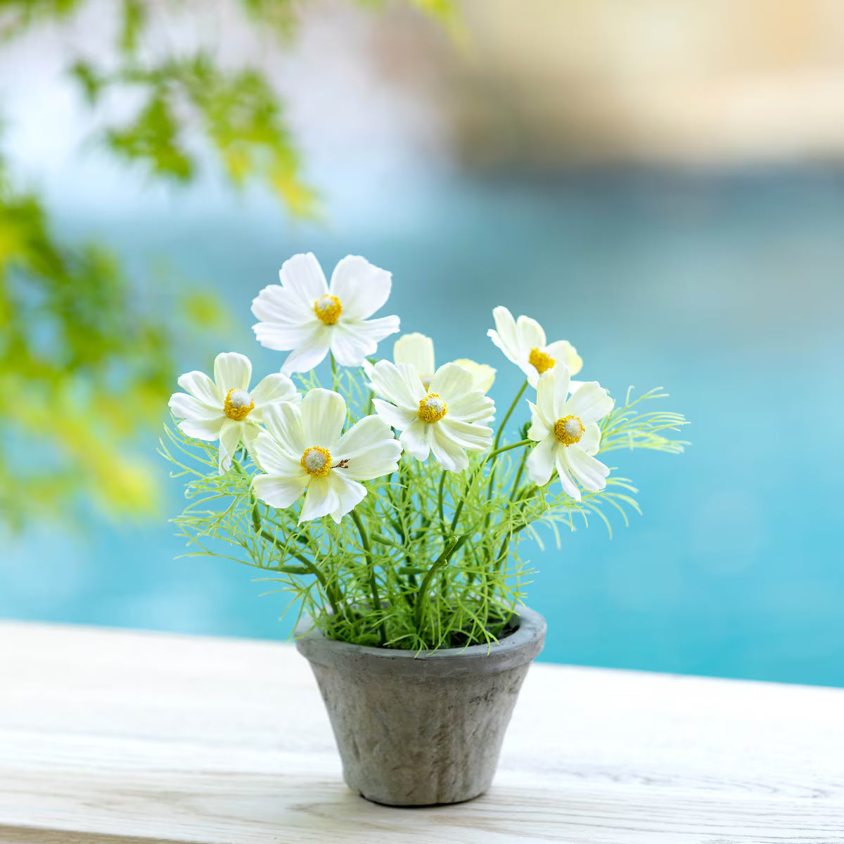 Cosmos Plant in Terra Cotta Pot - Cream