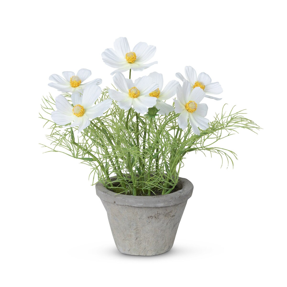 Cosmos Plant in Terra Cotta Pot - Cream