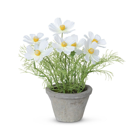 Cosmos Plant in Terra Cotta Pot - Cream