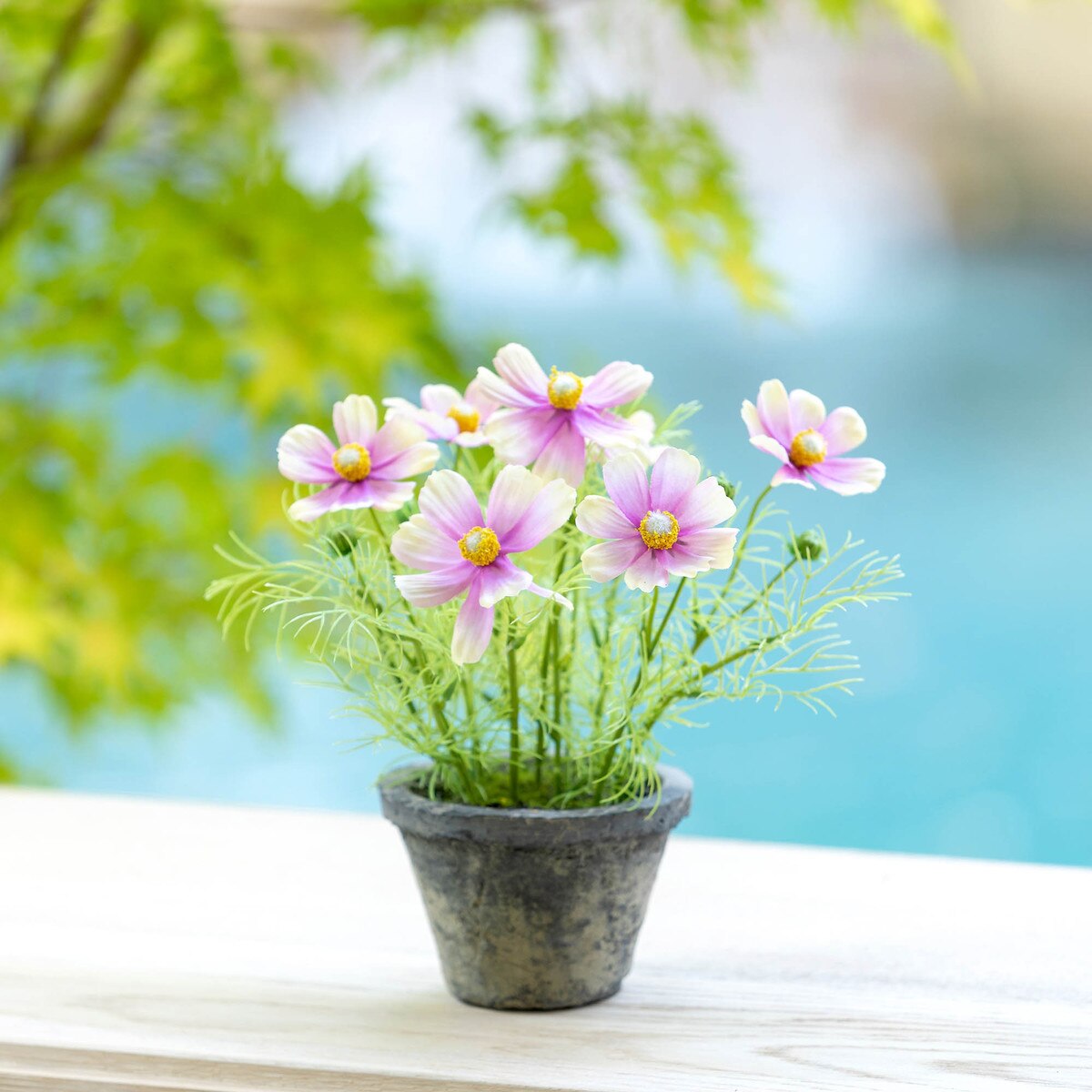 Cosmos Plant in Terra Cotta Pot - Light Mauve