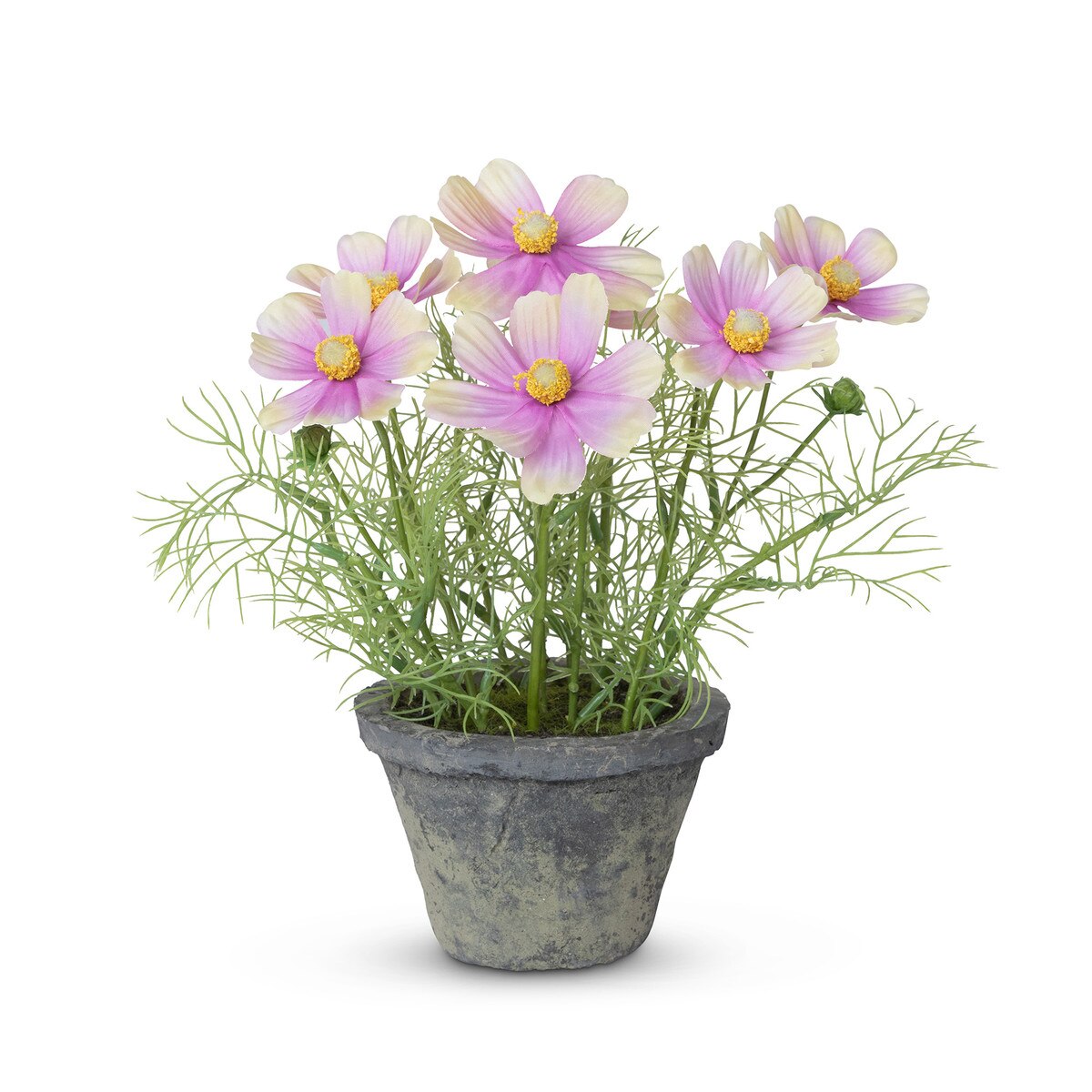 Cosmos Plant in Terra Cotta Pot - Light Mauve