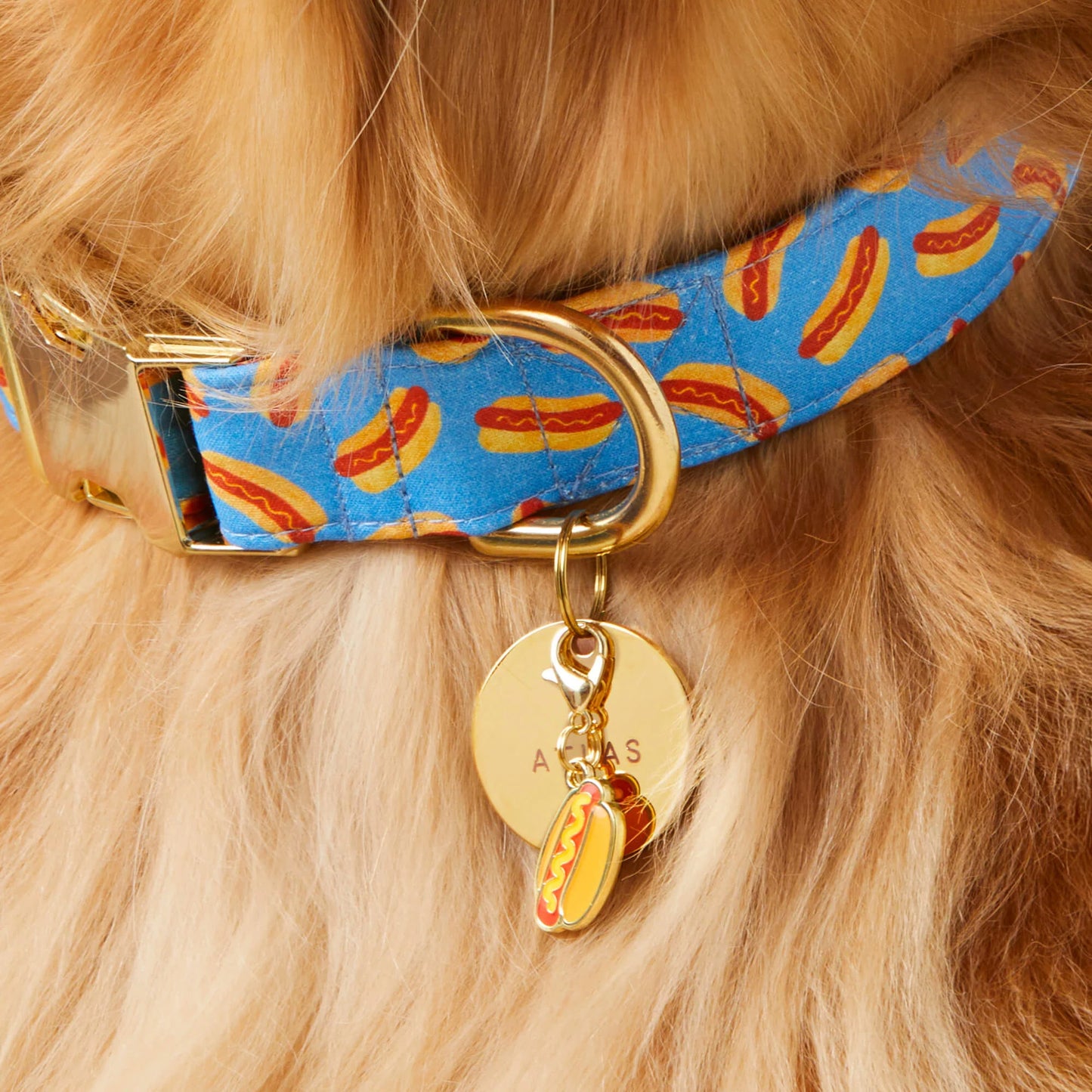 Hot Diggity Dog Collar by The Foggy Dog