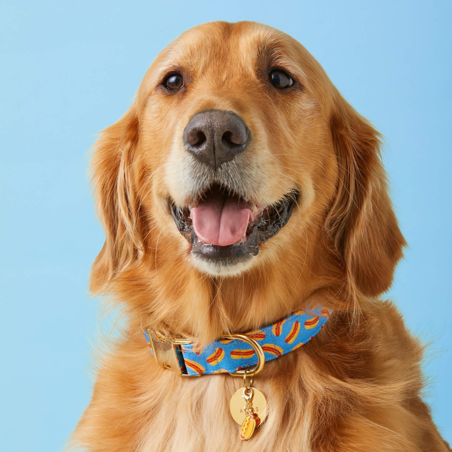 Hot Diggity Dog Collar by The Foggy Dog