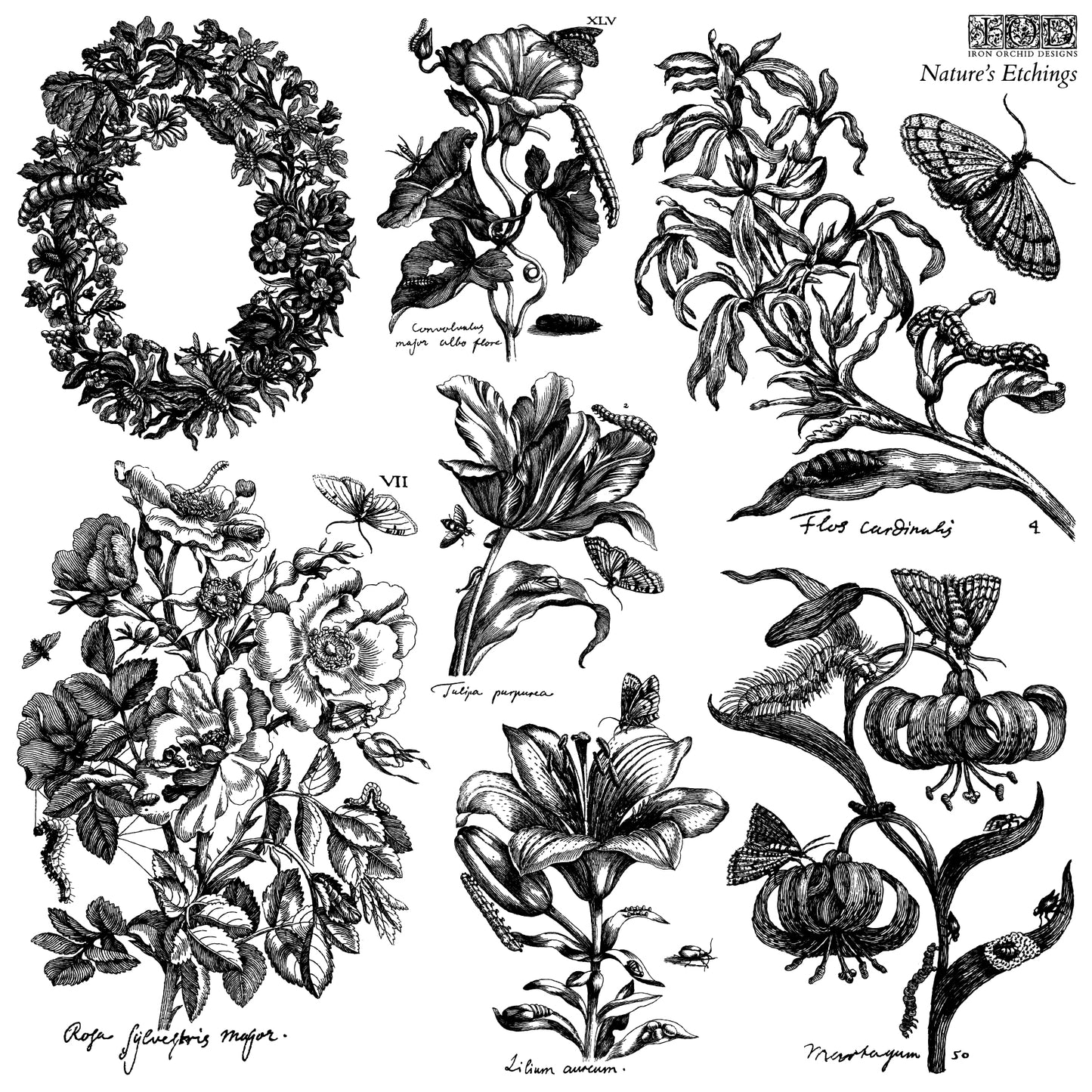 Nature's Etchings 12x12 IOD Decor Stamp by Iron Orchid Designs - NEW!