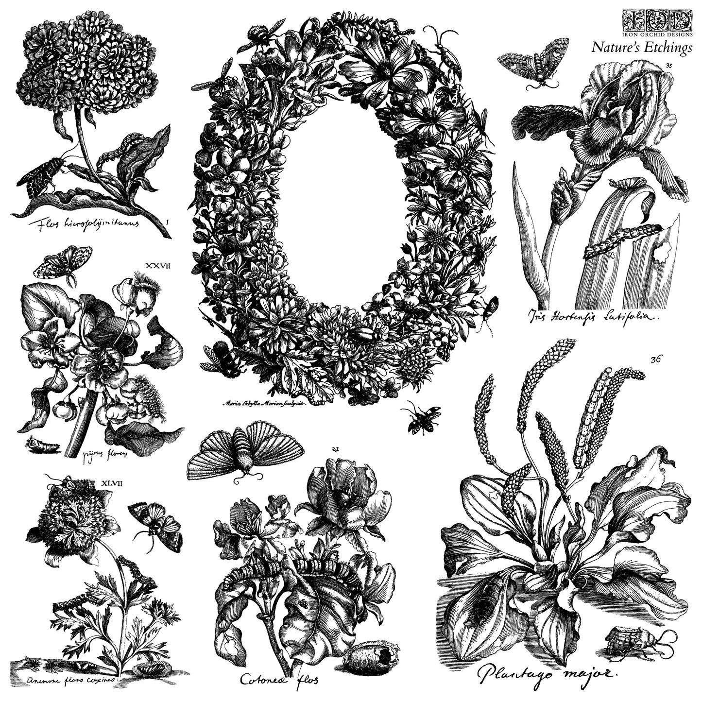 Nature's Etchings 12x12 IOD Decor Stamp by Iron Orchid Designs - NEW!