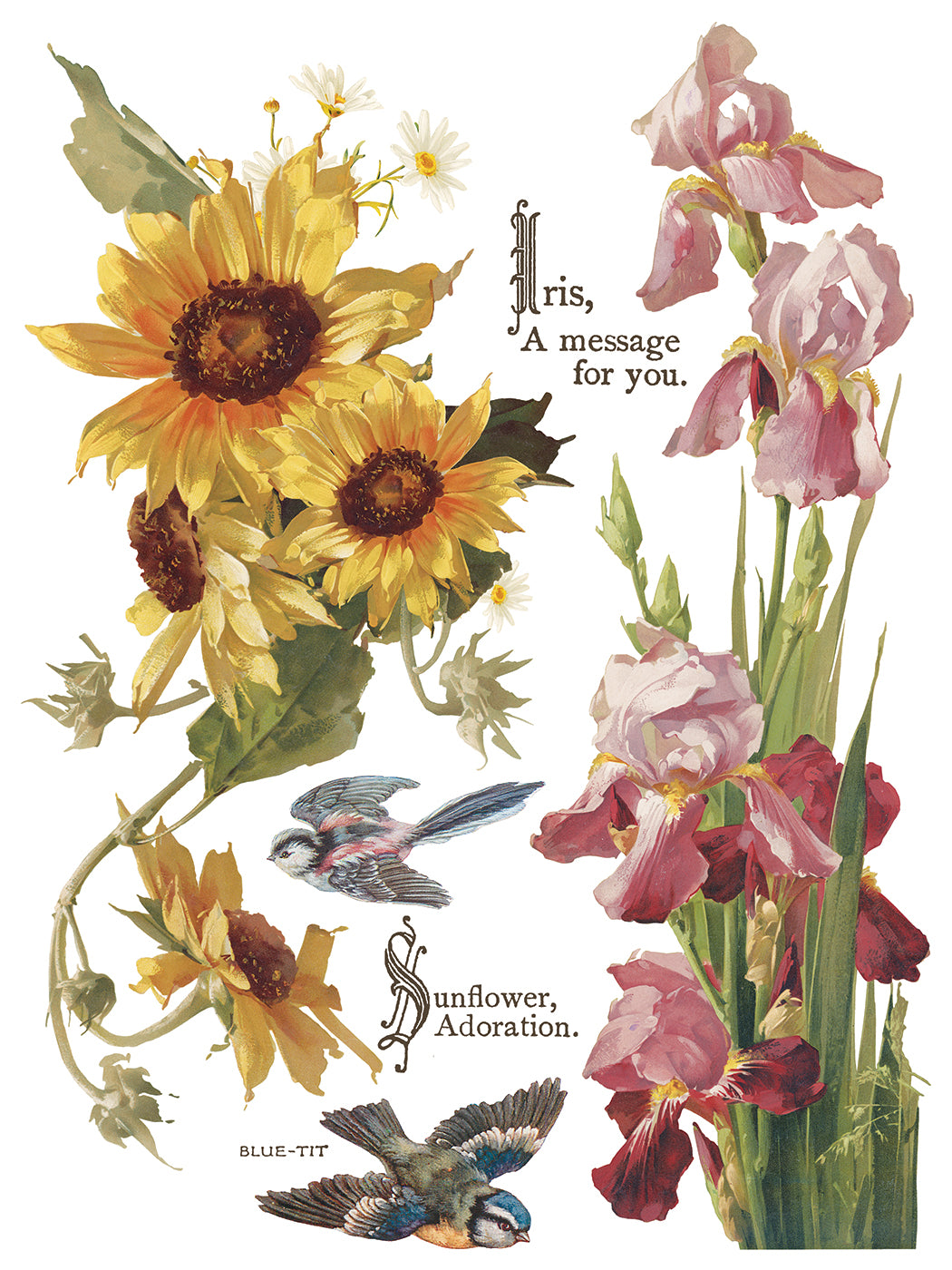 Flowers by the Poets IOD Transfer 12x16 Pad by Iron Orchid Designs - NEW!