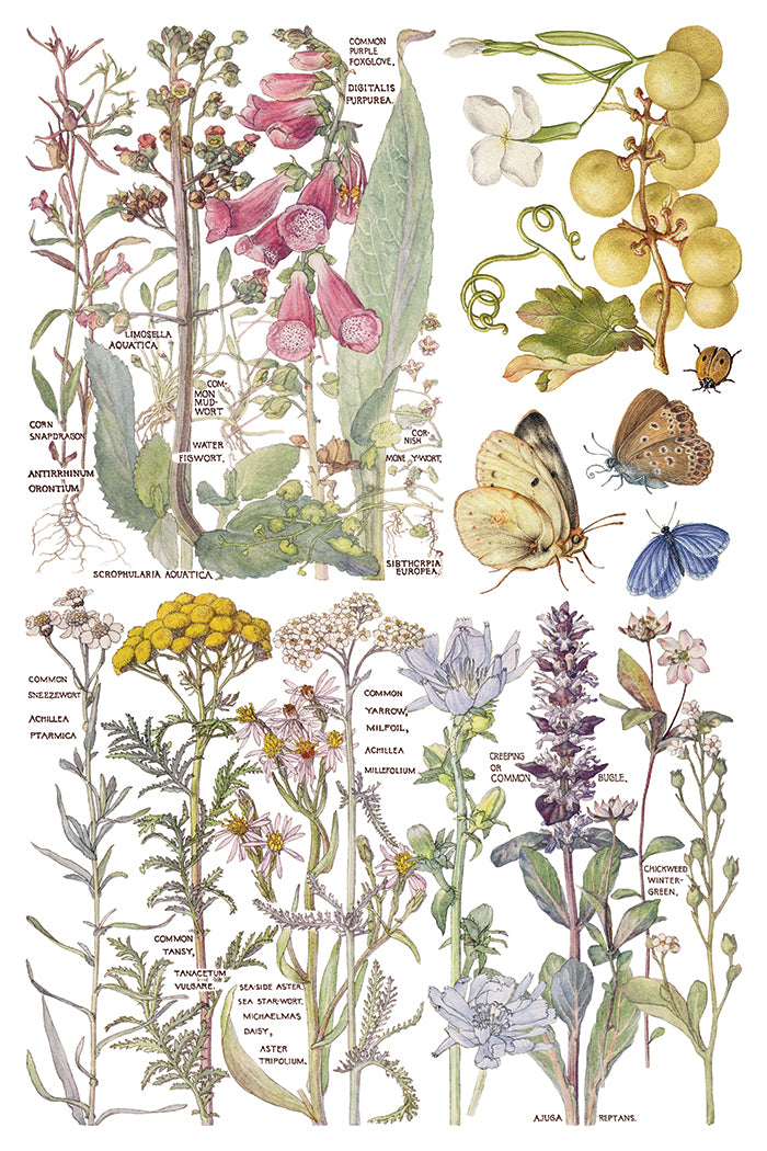 Primrose Isle IOD Transfer 8x12 Pad by Iron Orchid Designs - NEW!