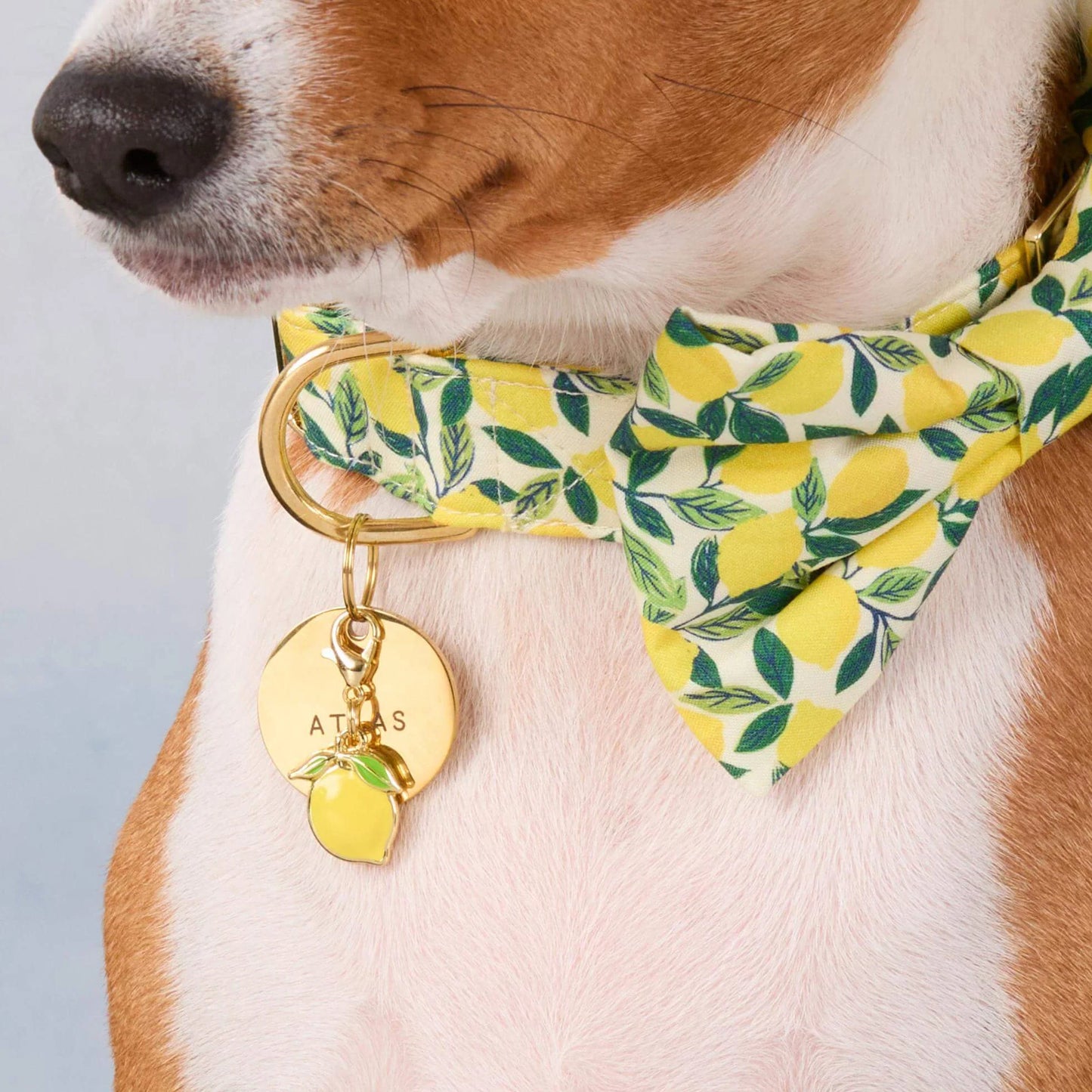 Lemon Dog Collar Charm by The Foggy Dog