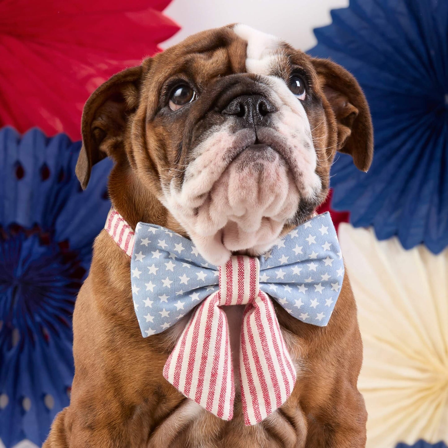 Stars & Stripes Lady Dog Bow by The Foggy Dog