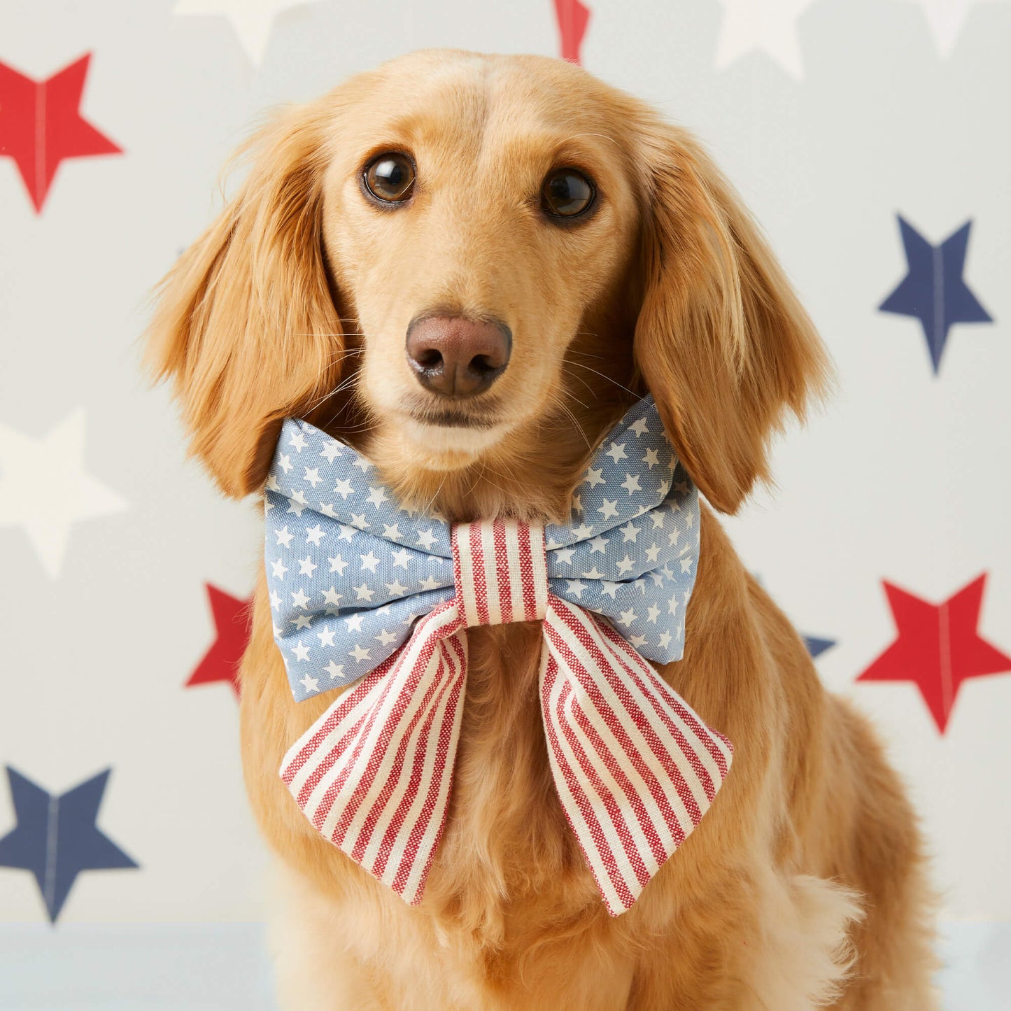 Stars & Stripes Lady Dog Bow by The Foggy Dog