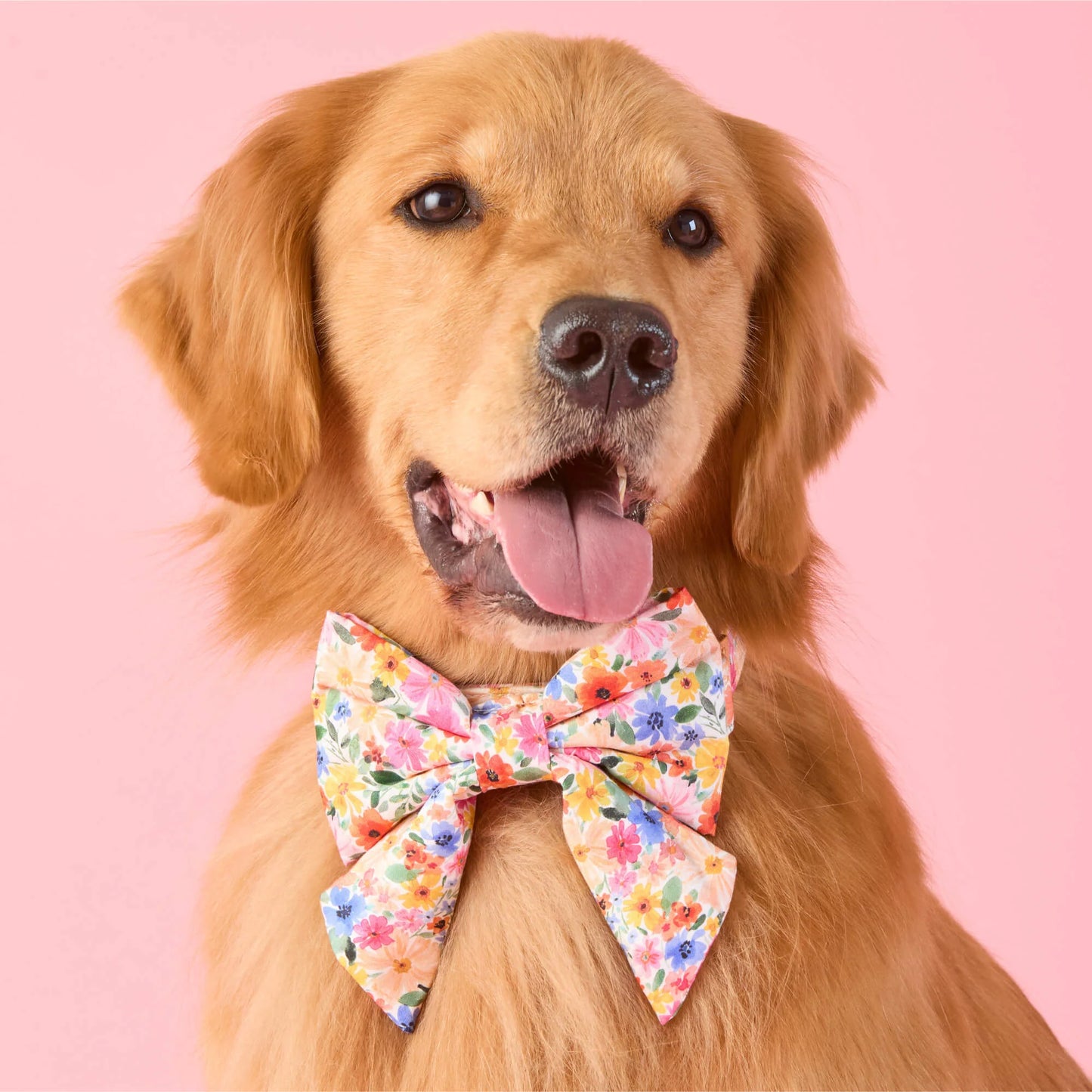 Margaux Lady Dog Bow by The Foggy Dog