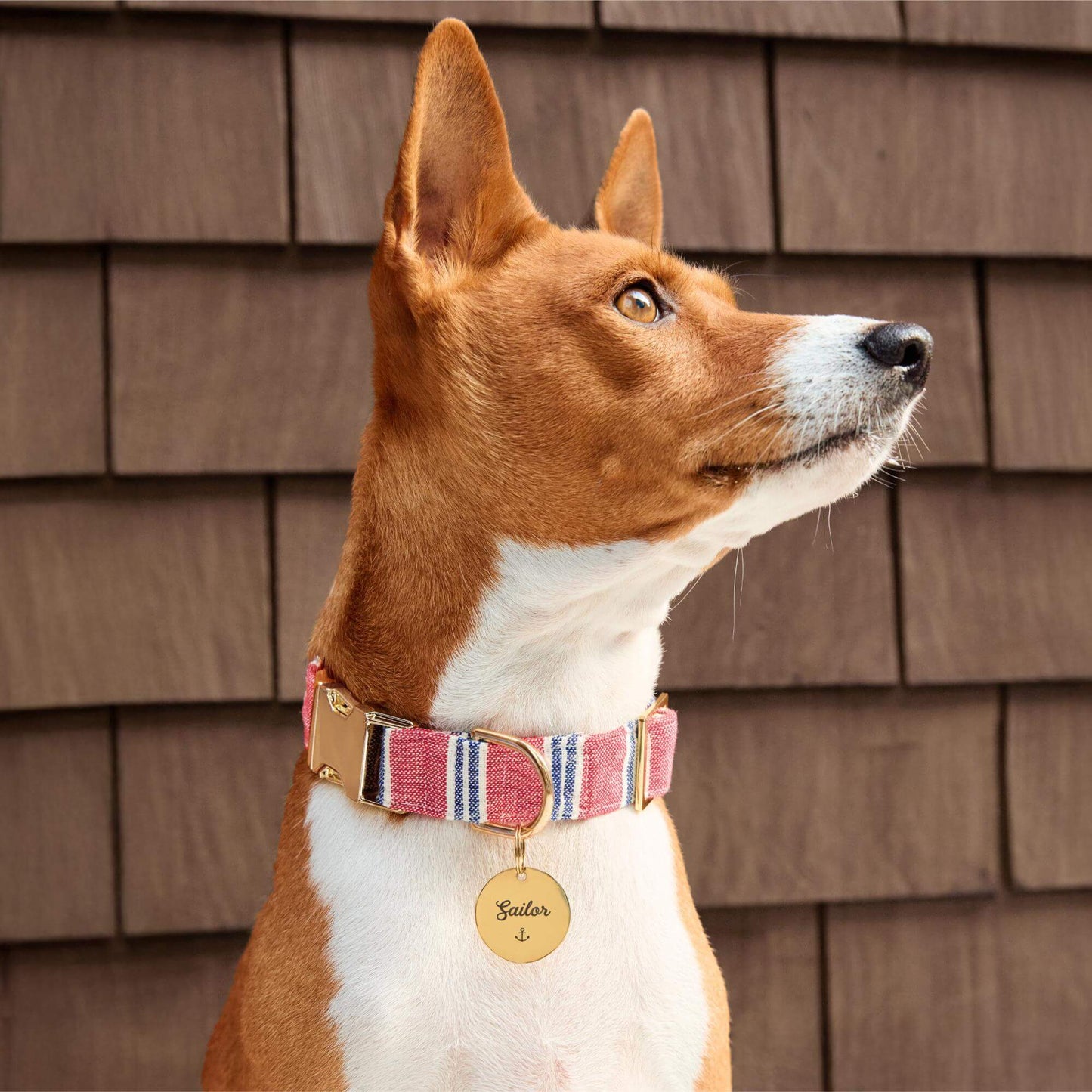 Nantucket Stripe Dog Collar by The Foggy Dog