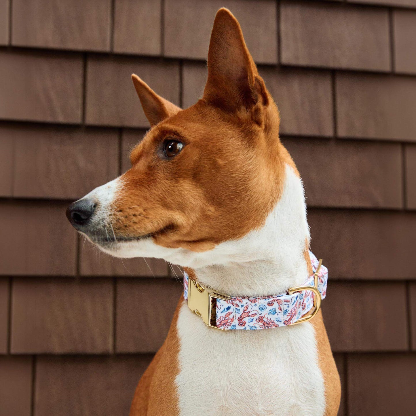 Lobster Landing Dog Collar by The Foggy Dog x Printfresh