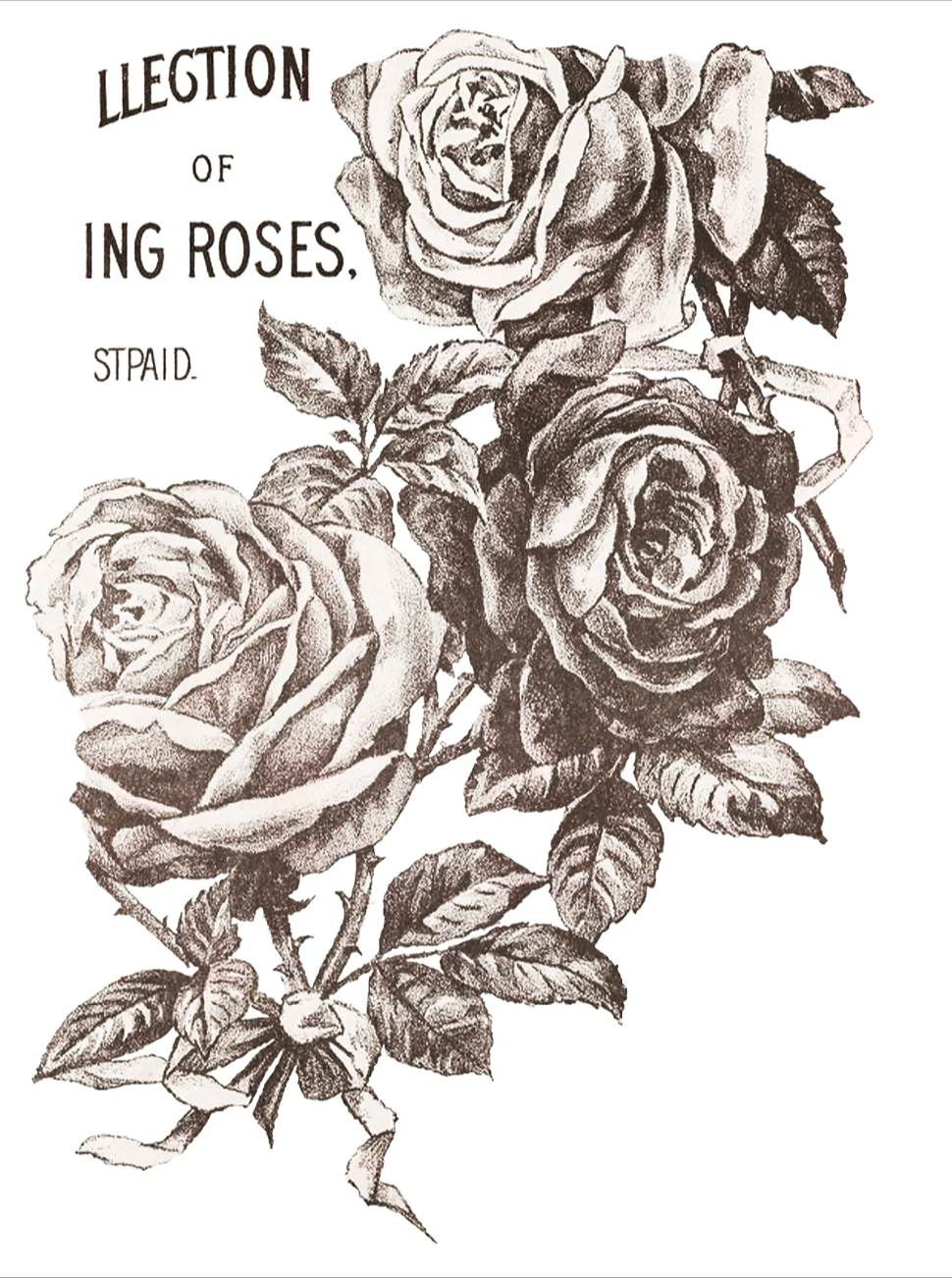 May's Roses IOD Transfer 12x16 Pad by Iron Orchid Designs