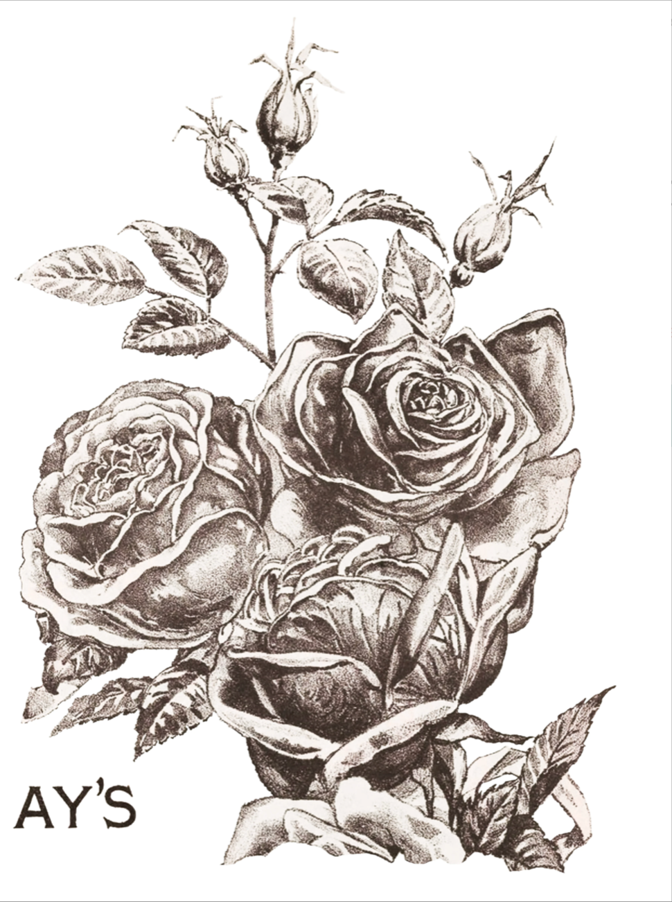 May's Roses IOD Transfer 12x16 Pad by Iron Orchid Designs