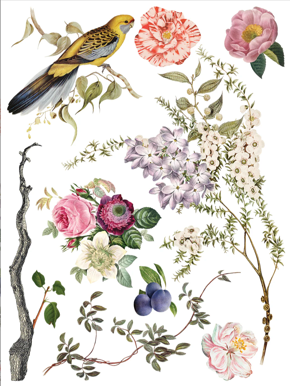 Menagerie IOD Transfer 12x16 Pad by Iron Orchid Designs