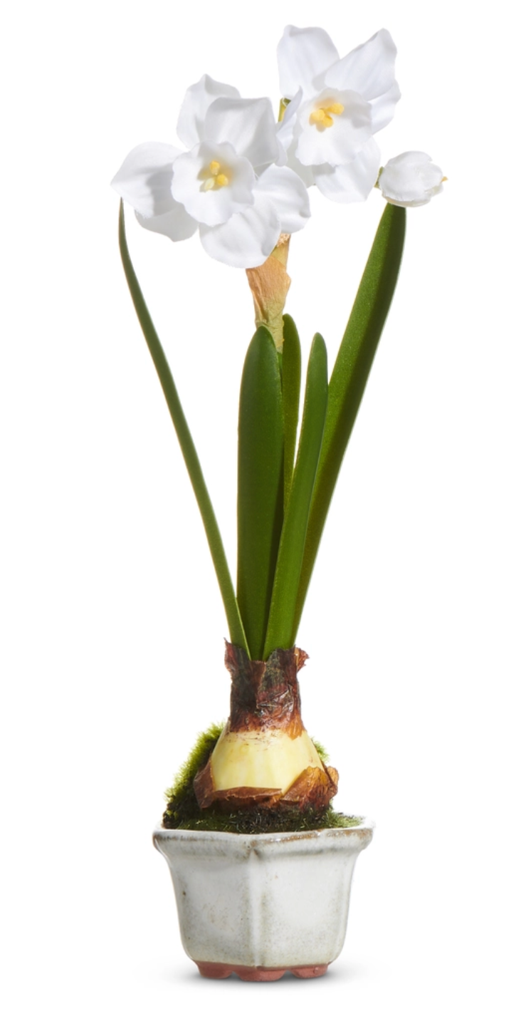8.5" Single Narcissus In Cachepot